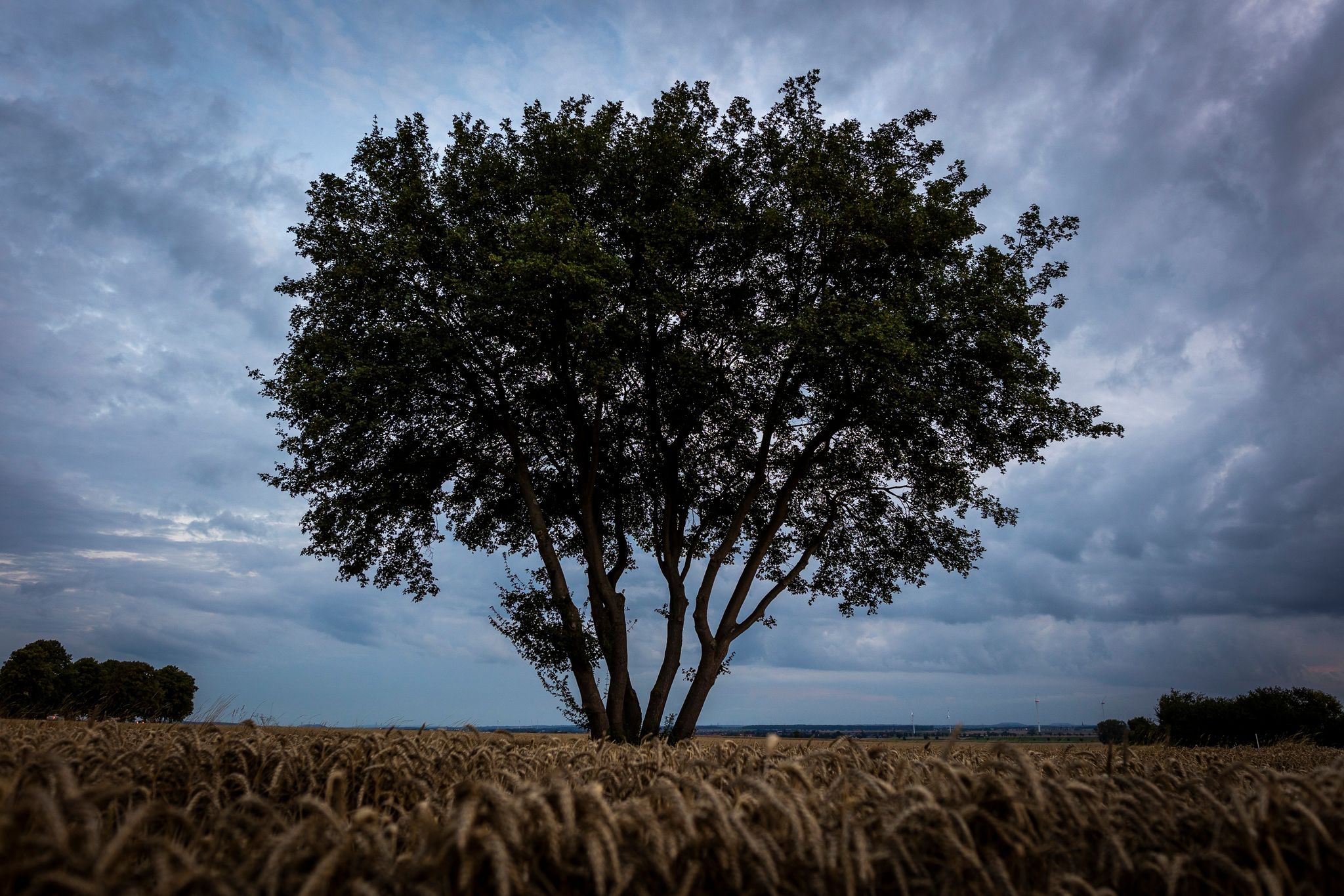 Dunkle Wolken Ziehen über Einen Baum Bei Hildesheim Hinweg.