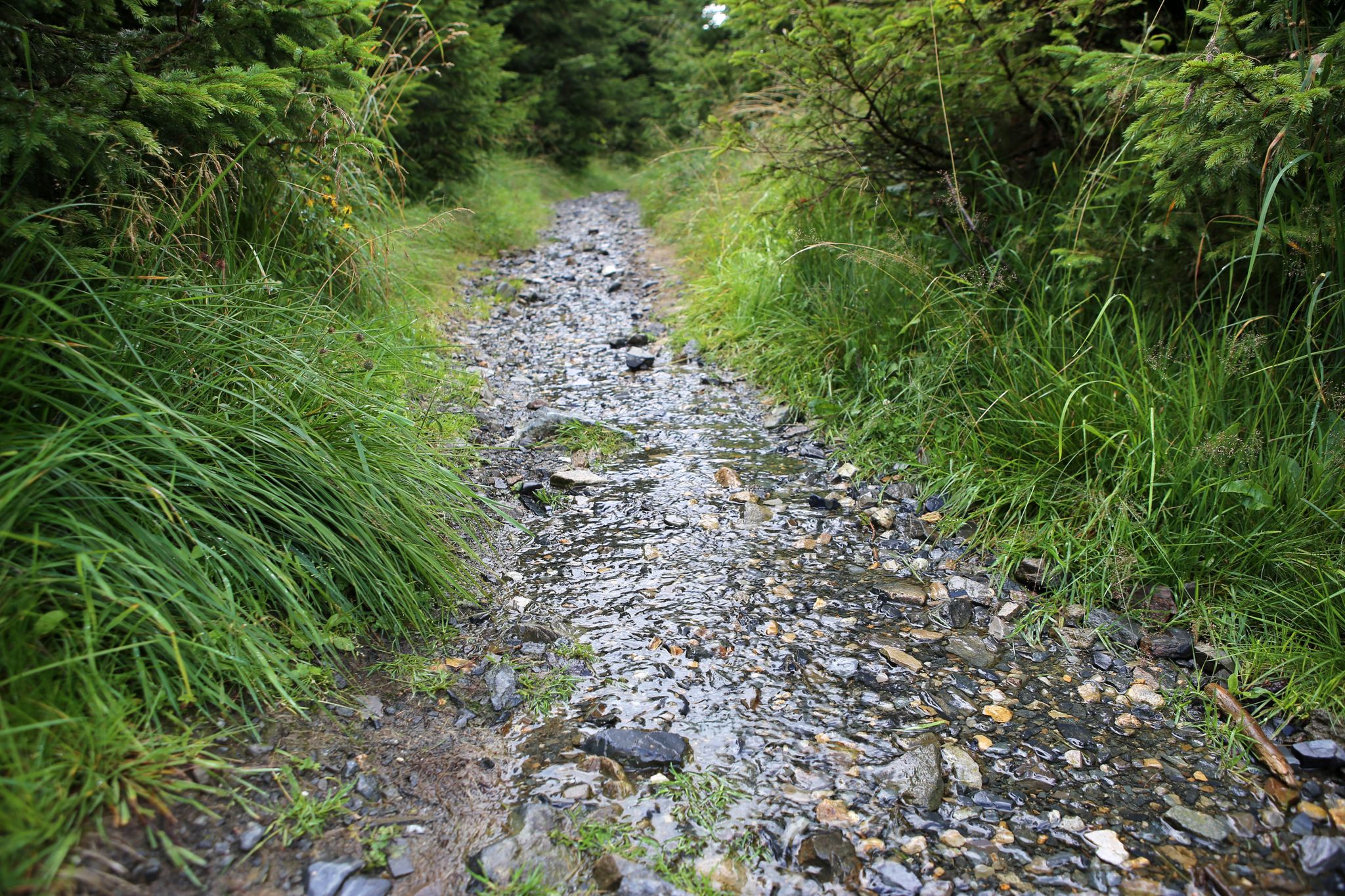 Regenwasser Fließt über Einen Wanderweg Im Oberharz.