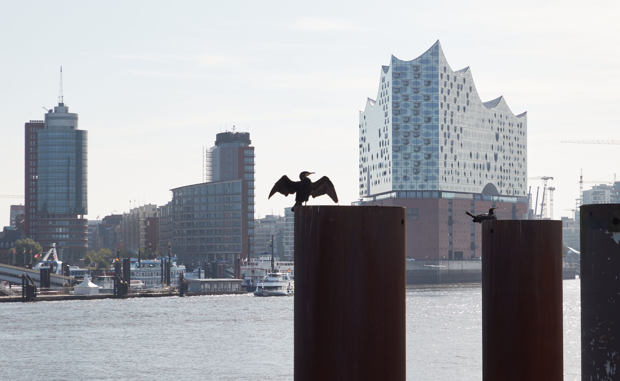 Ein Kormoran Sitzt Bei Sonnenschein Auf Einem Poller Im Hamburger Hafen. Im Hintergrund Ist Die Elbphilharmonie Zu Sehen.