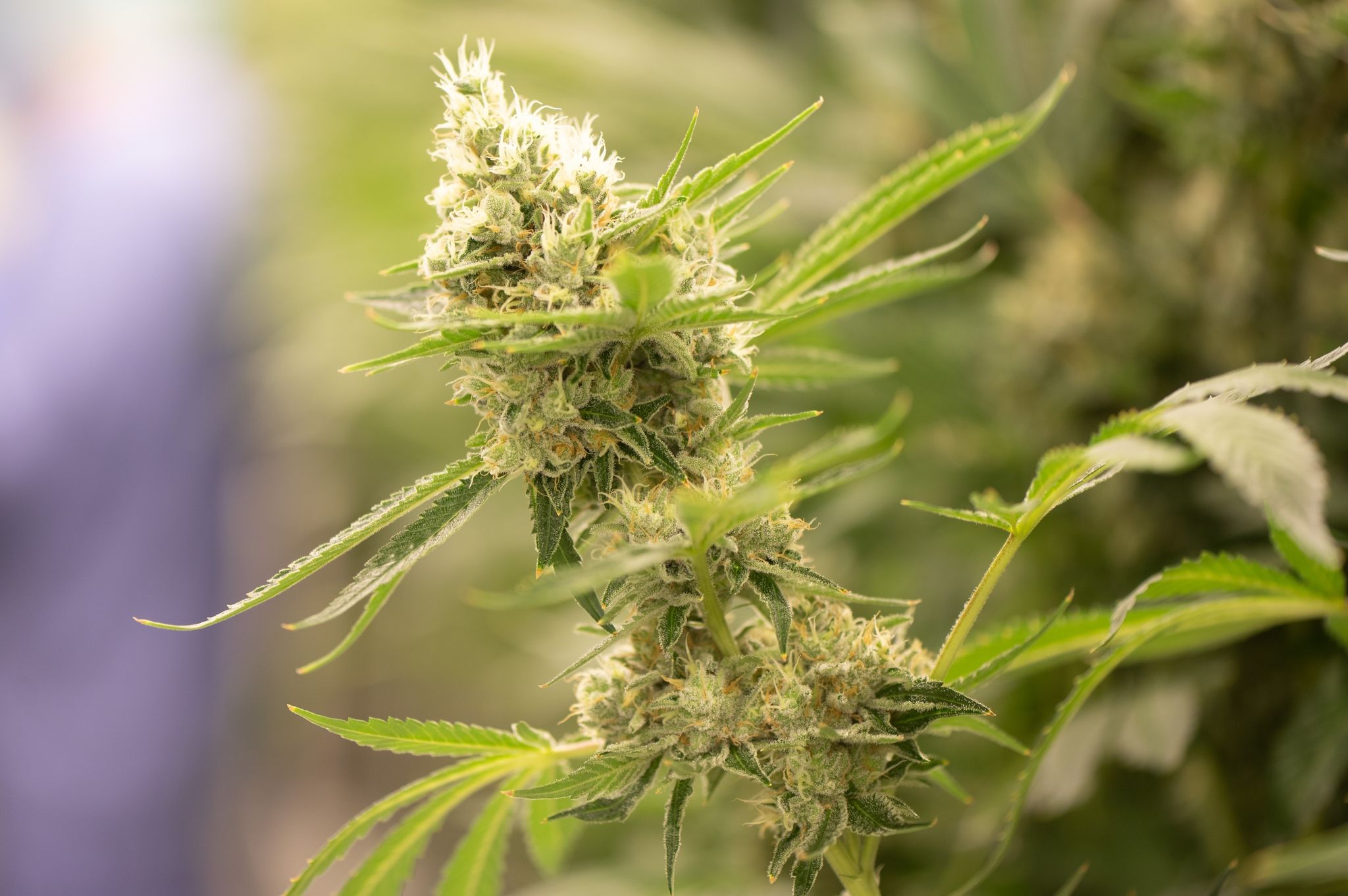 Die Ampel Plant Mit Einer Cannabis-Legalisierung Eine Drogenpolitische Kehrtwende.