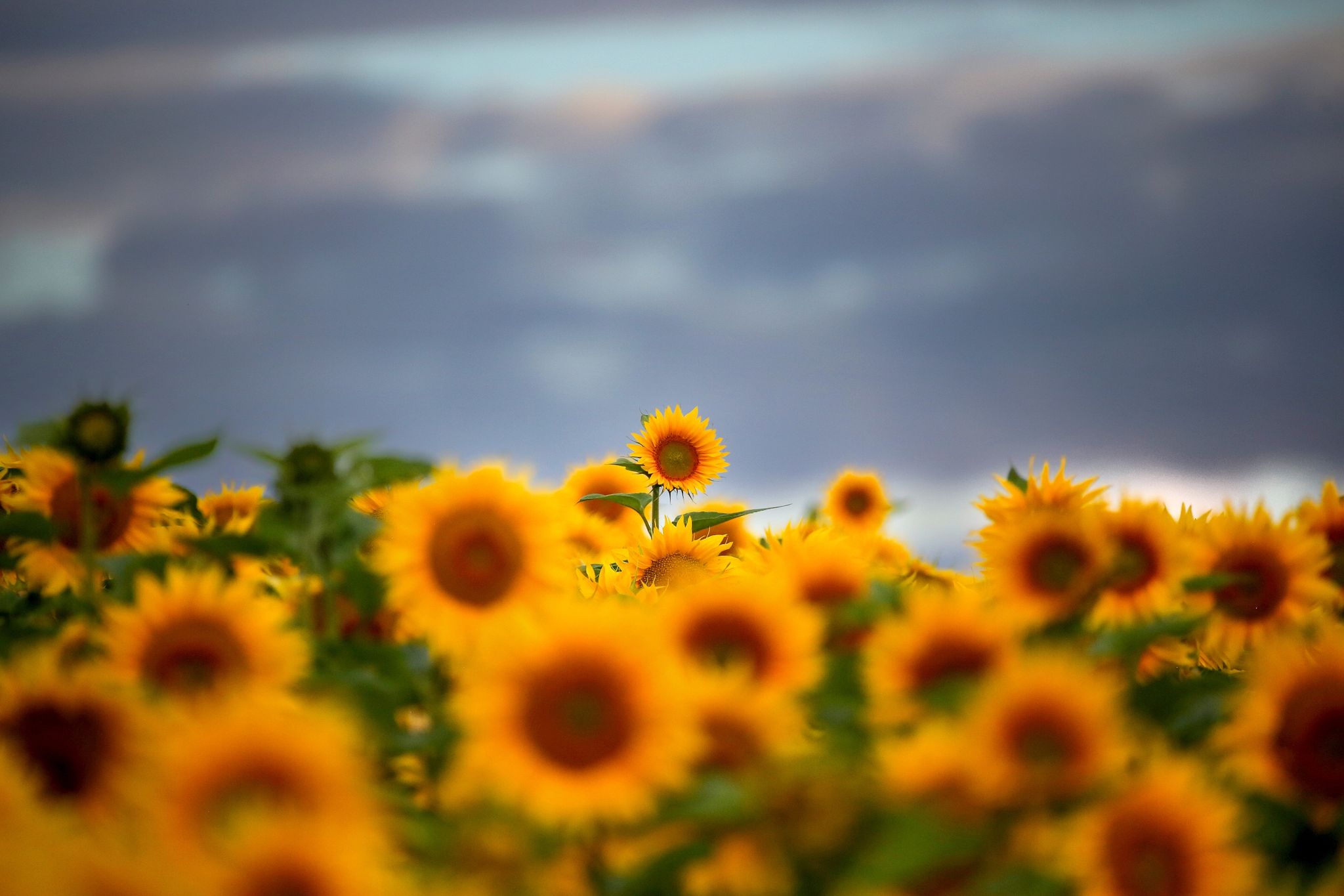 Hinter Sonnenblumen Bilden Sich Am Morgen Wolken.