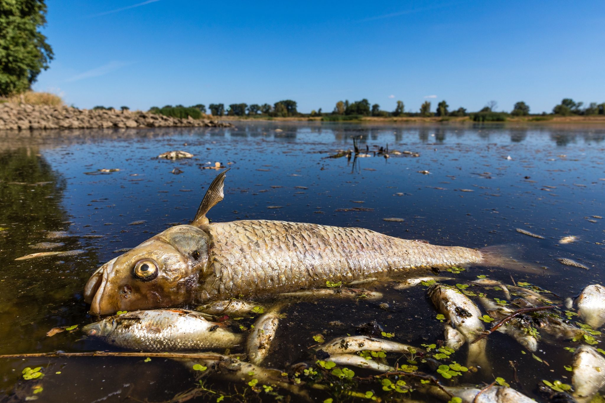 Zahlreiche Tote Fische In Gewässern Im Landkreis Osterholz