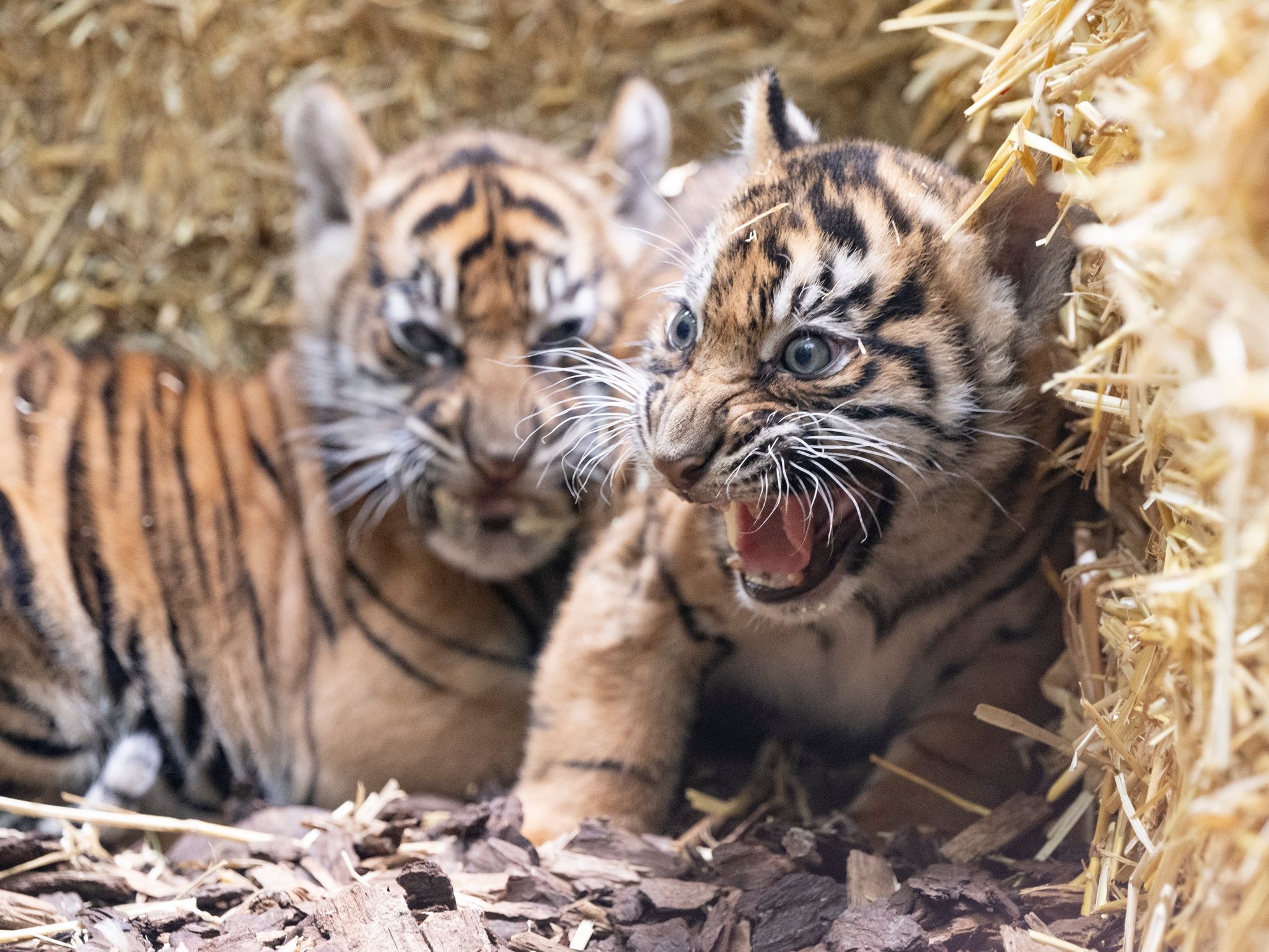 Die Kleinen Sumatra-Tiger Erkunden Ihre Umgebung.