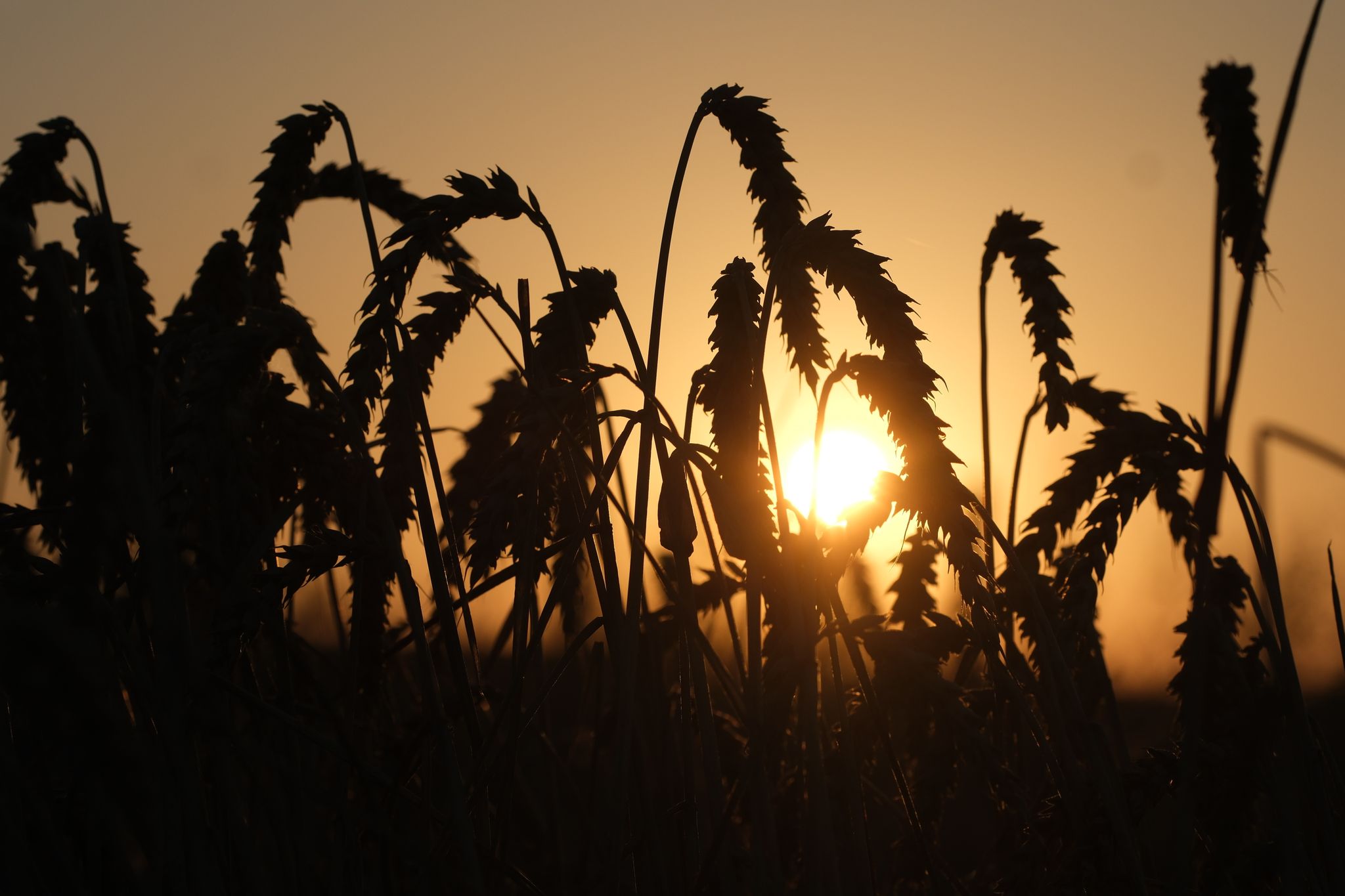 Weizen Steht Auf Einem Feld Am Stadtrand, Während Die Sonne Aufgeht.