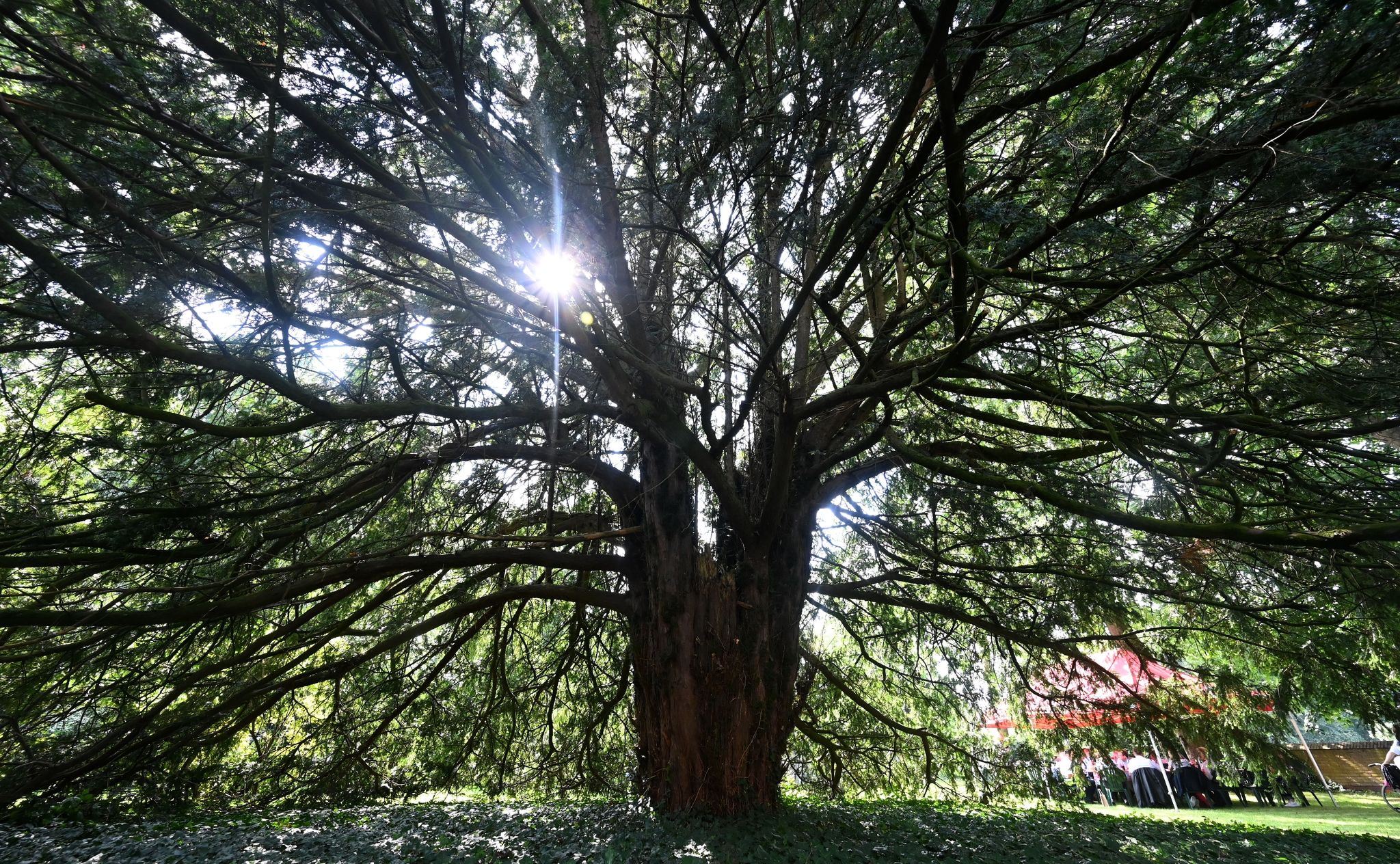 Die Eibe Steht Im Garten Von Schloss Erbhof In Thedinghausen.