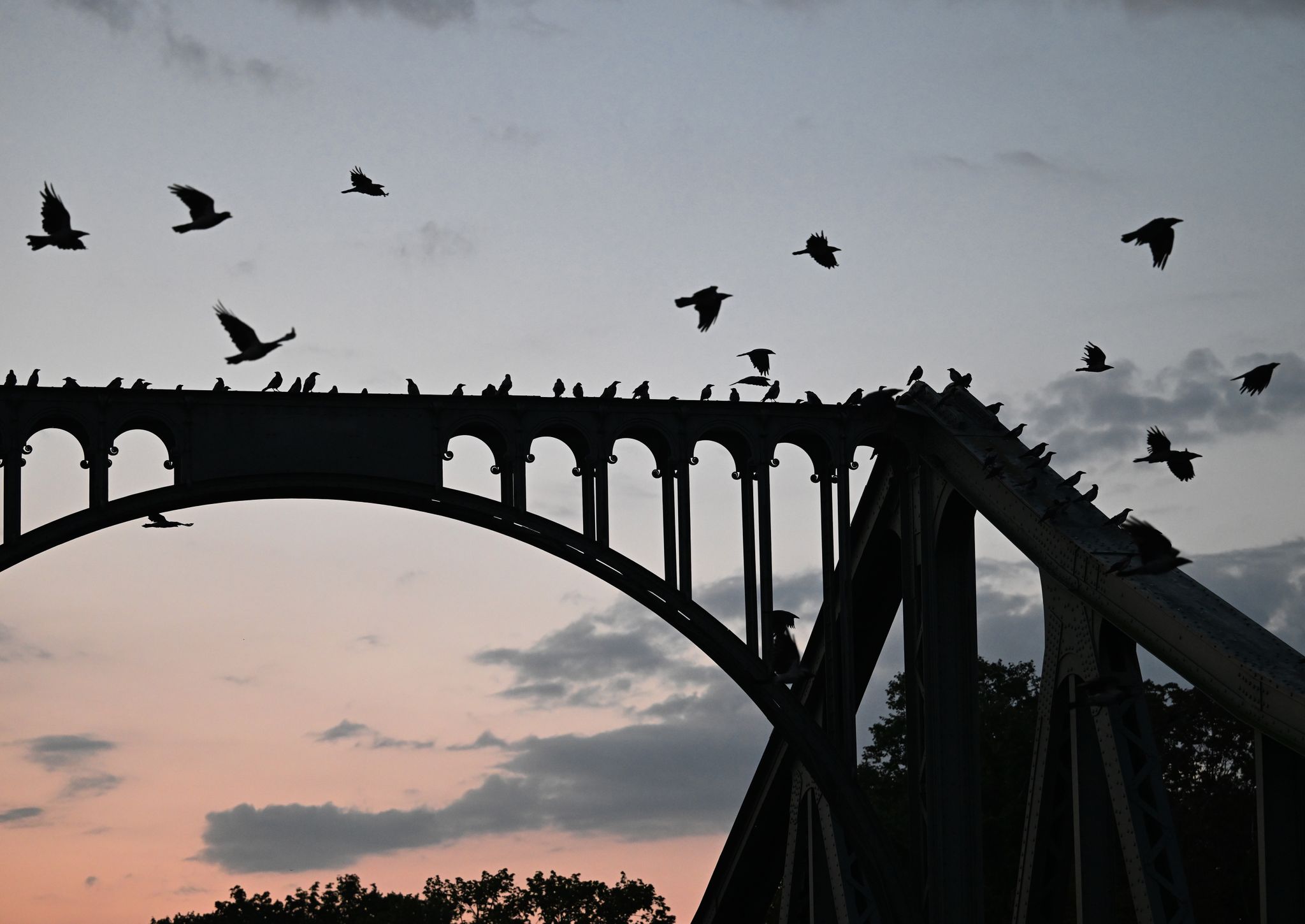Krähen Sitzen Kurz Vor Sonnenaufgang Auf Einer Brücke.