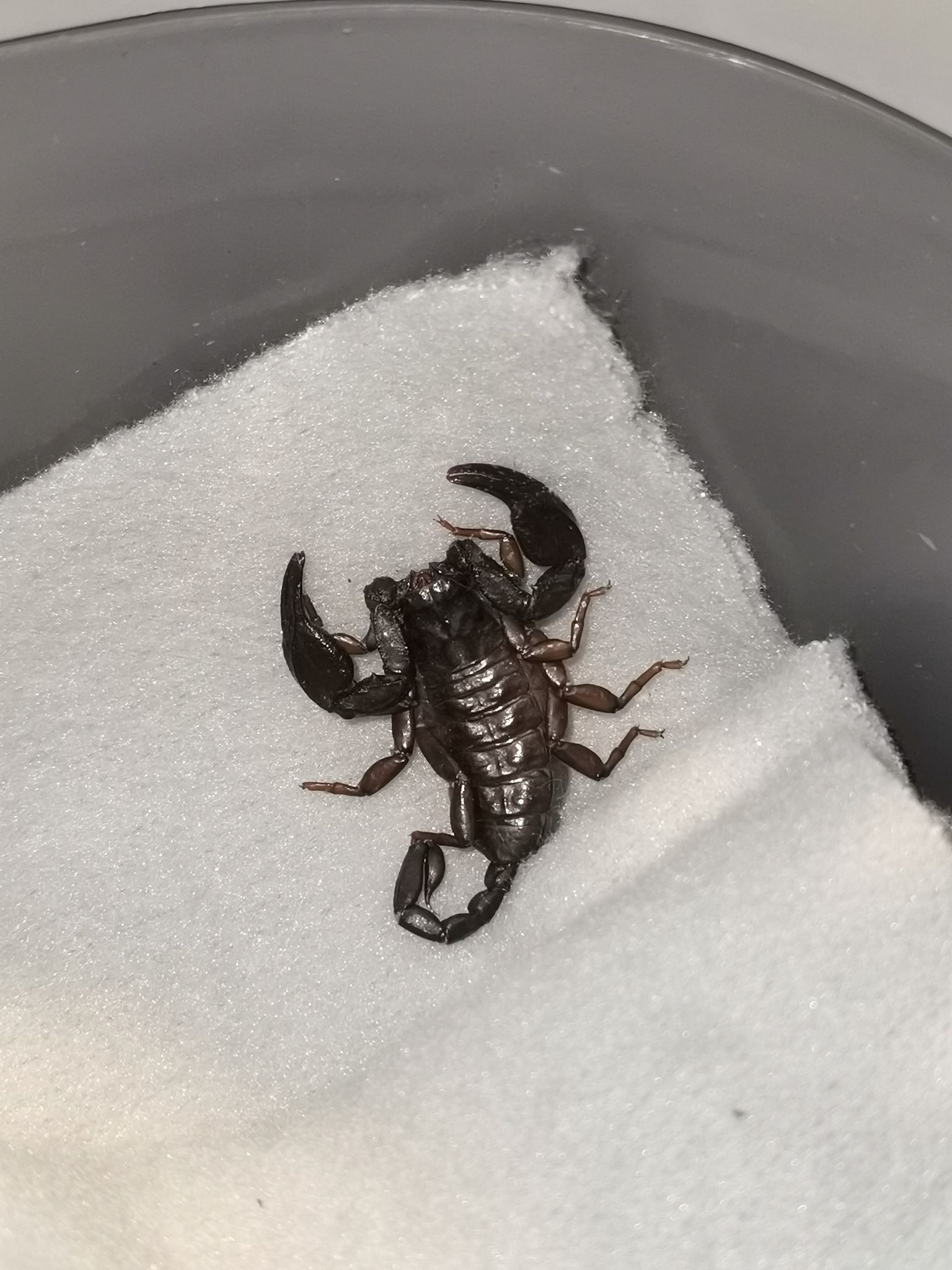 Wie Ist Der Skorpion Nach Göppingen Gekommen? (Symbolbild)