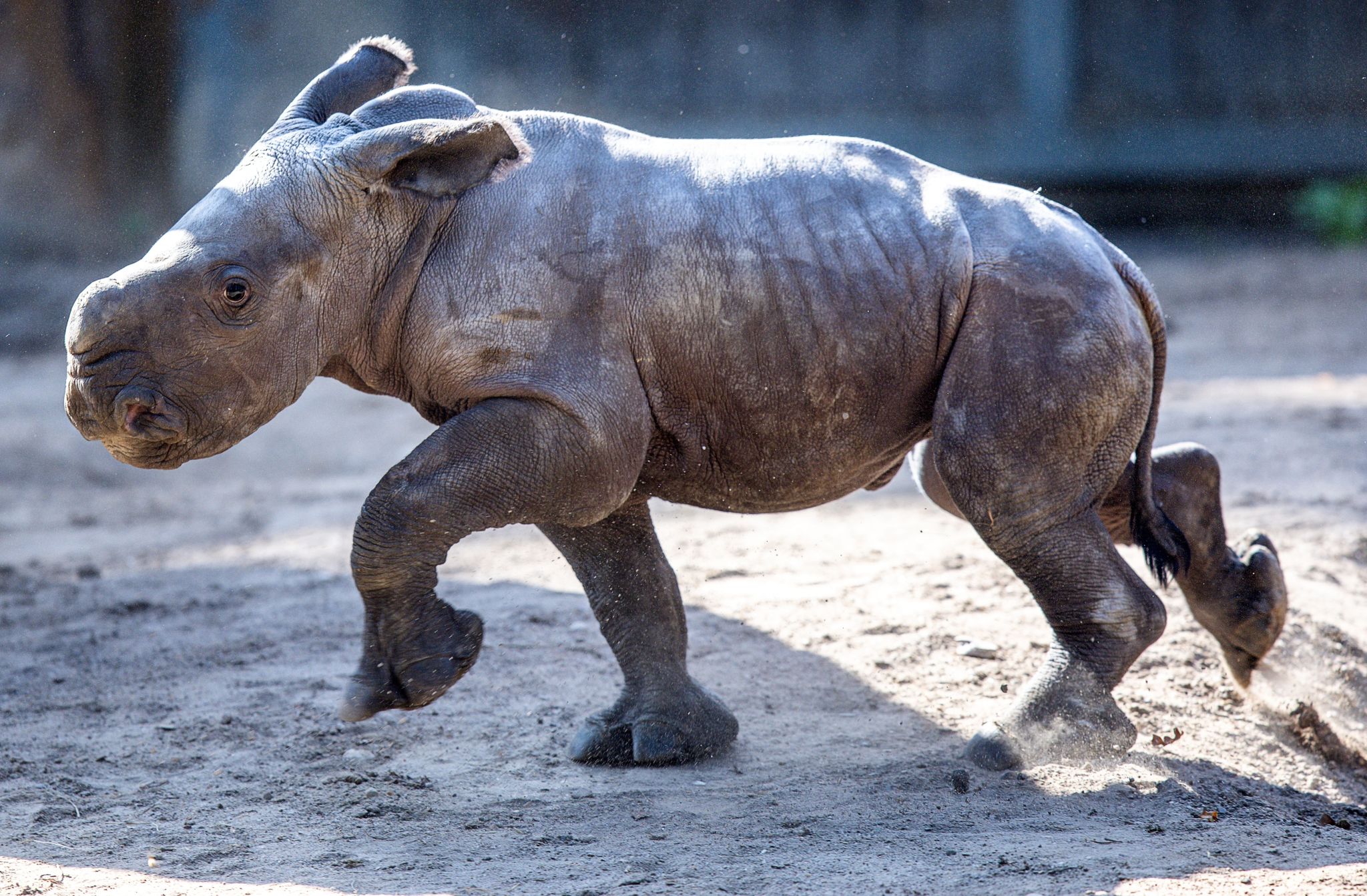Das Erst Wenige Tage Alte Weibliches Nashornbaby Erkundet Erstmals Die Außenanlagen Im Schweriner Zoo.