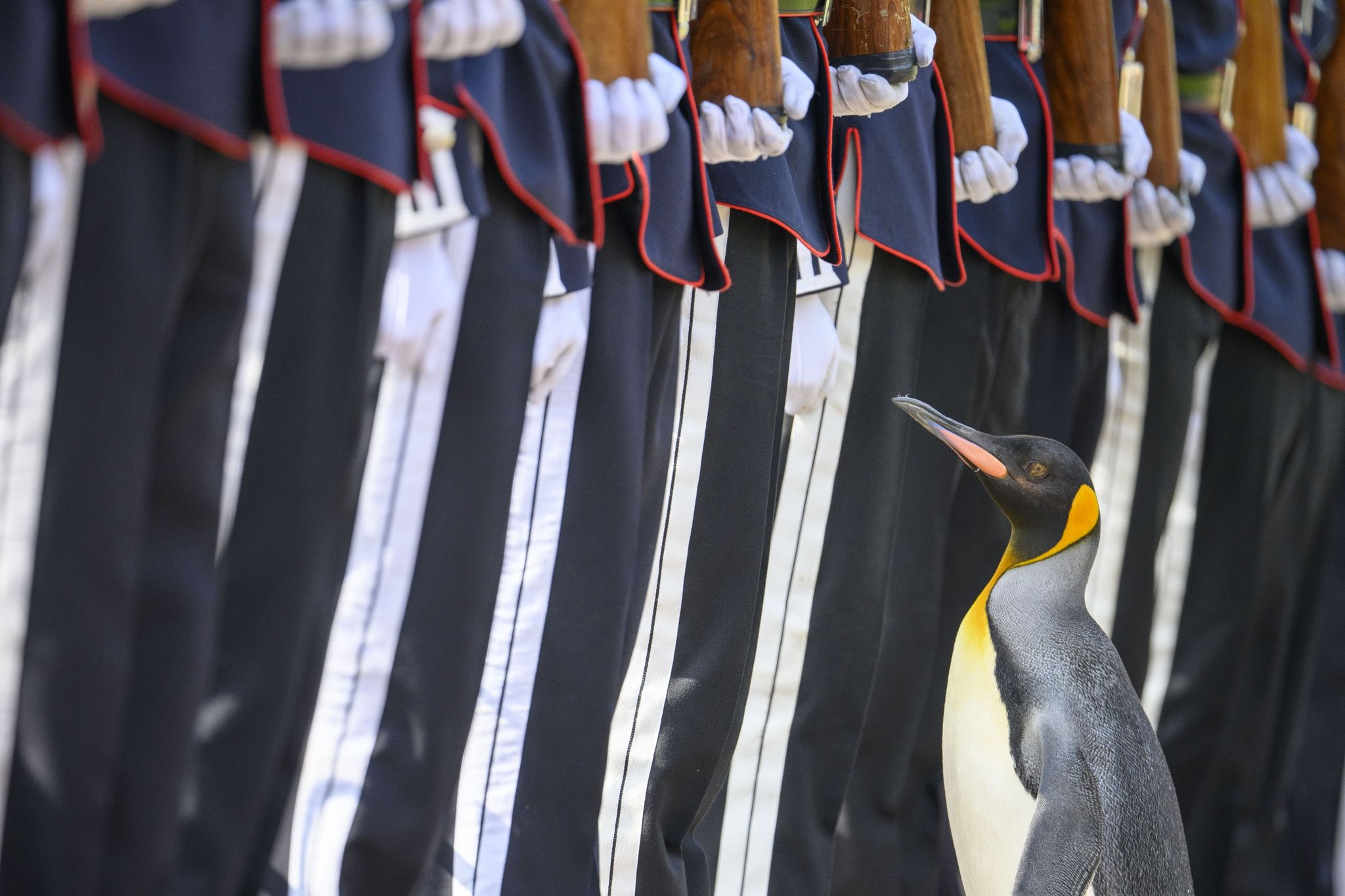 Königspinguin Sir Nils Olav Inspiziert Eine Ehrengarde Bei Seiner Beförderung In Seinen Neuen Rang.