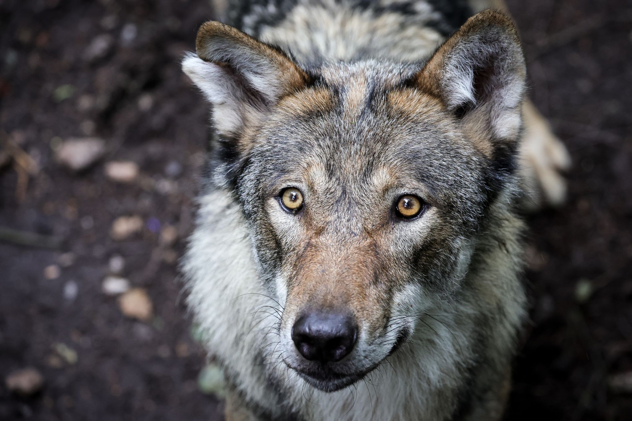Ein Junger Wolf Steht In Einem Gehege Im Tierpark.