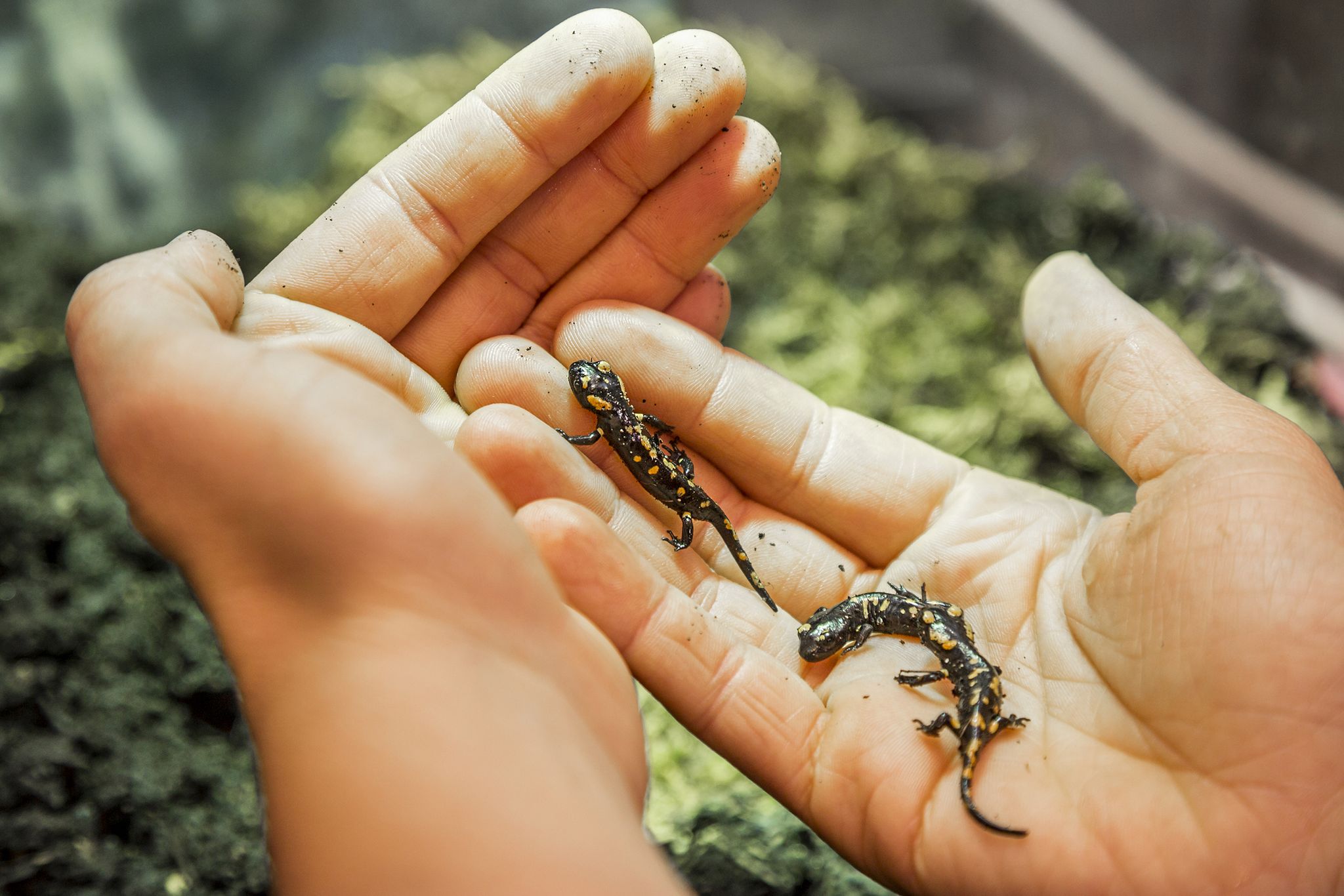 Tragischer Unfall – Aber 19 Baby-Salamander Gerettet