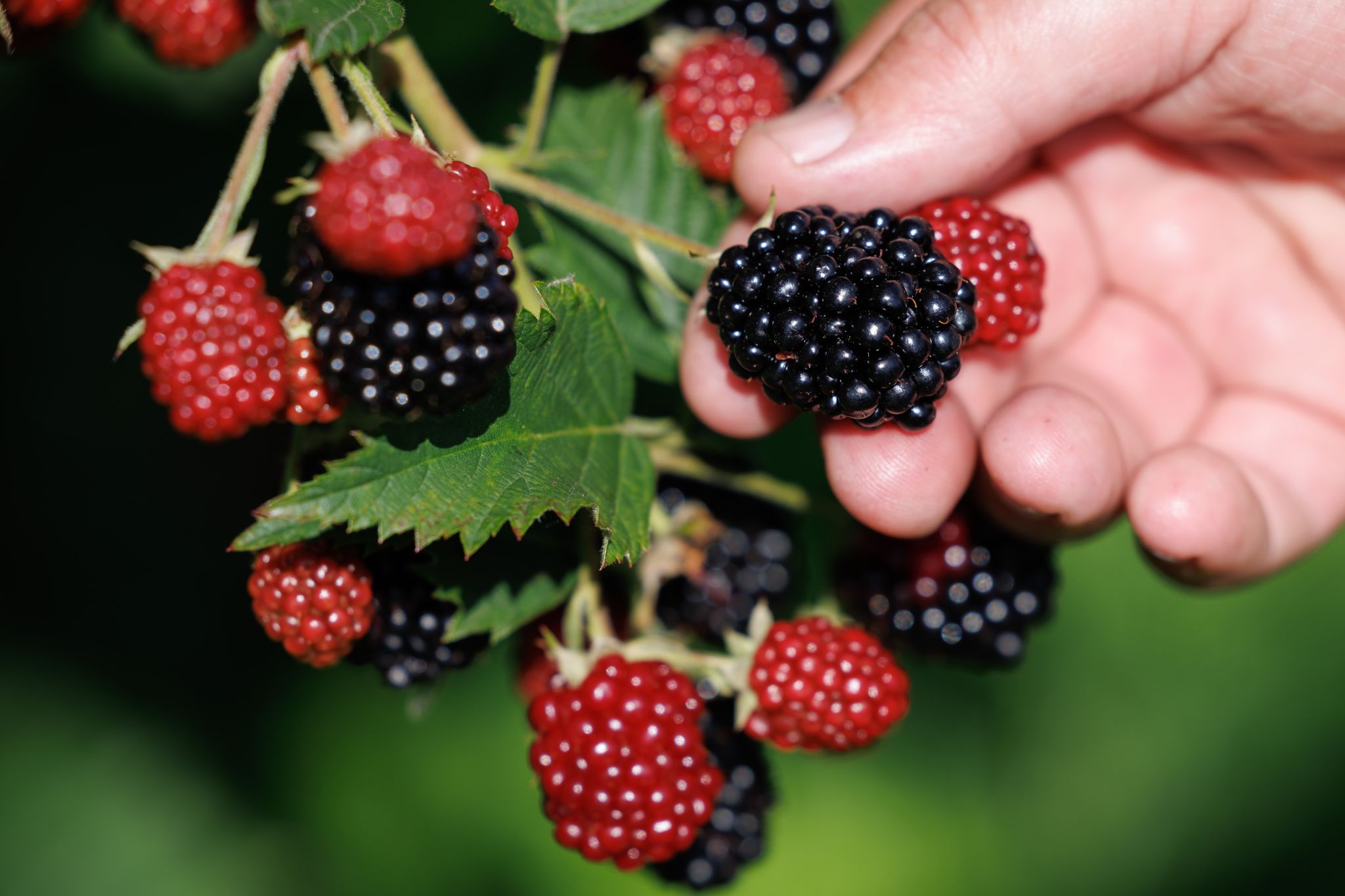Früchte In Der Nische: Brombeerenernte In Niedersachsen