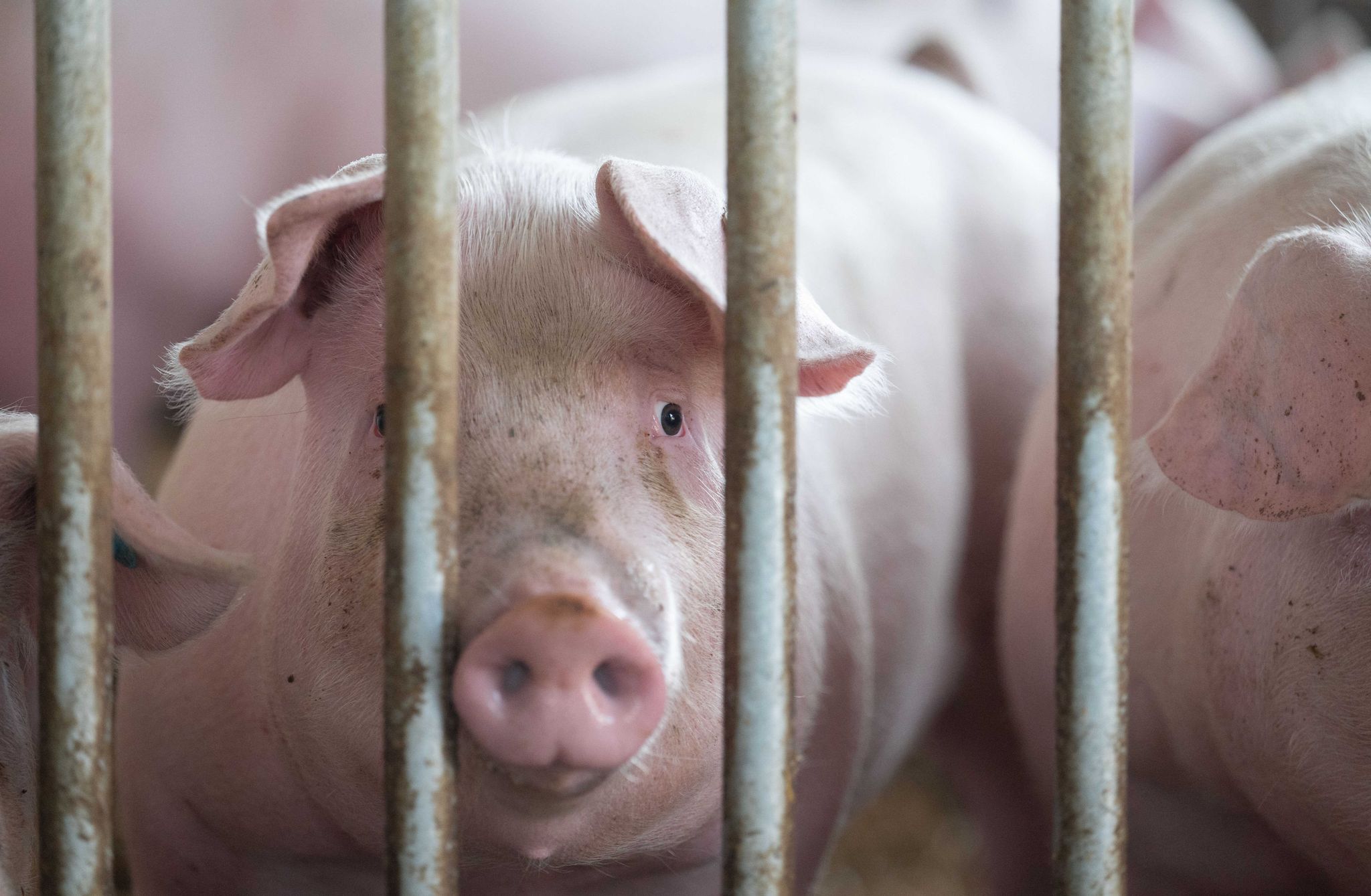 Unter Praller Sonne: Schweine überhitzt Und Geschwächt