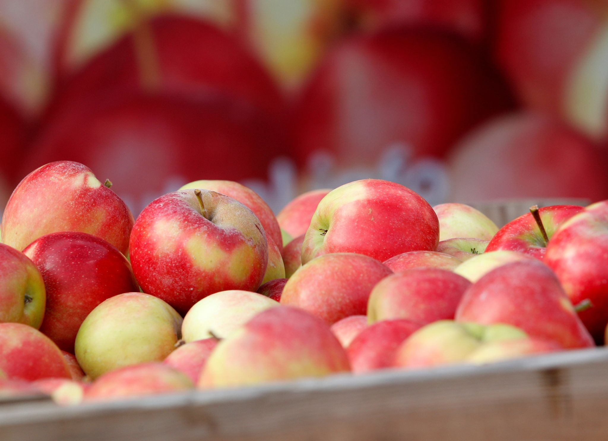 Äpfel Liegen Bei Einem Obstbauer In Einer Lagerkiste.