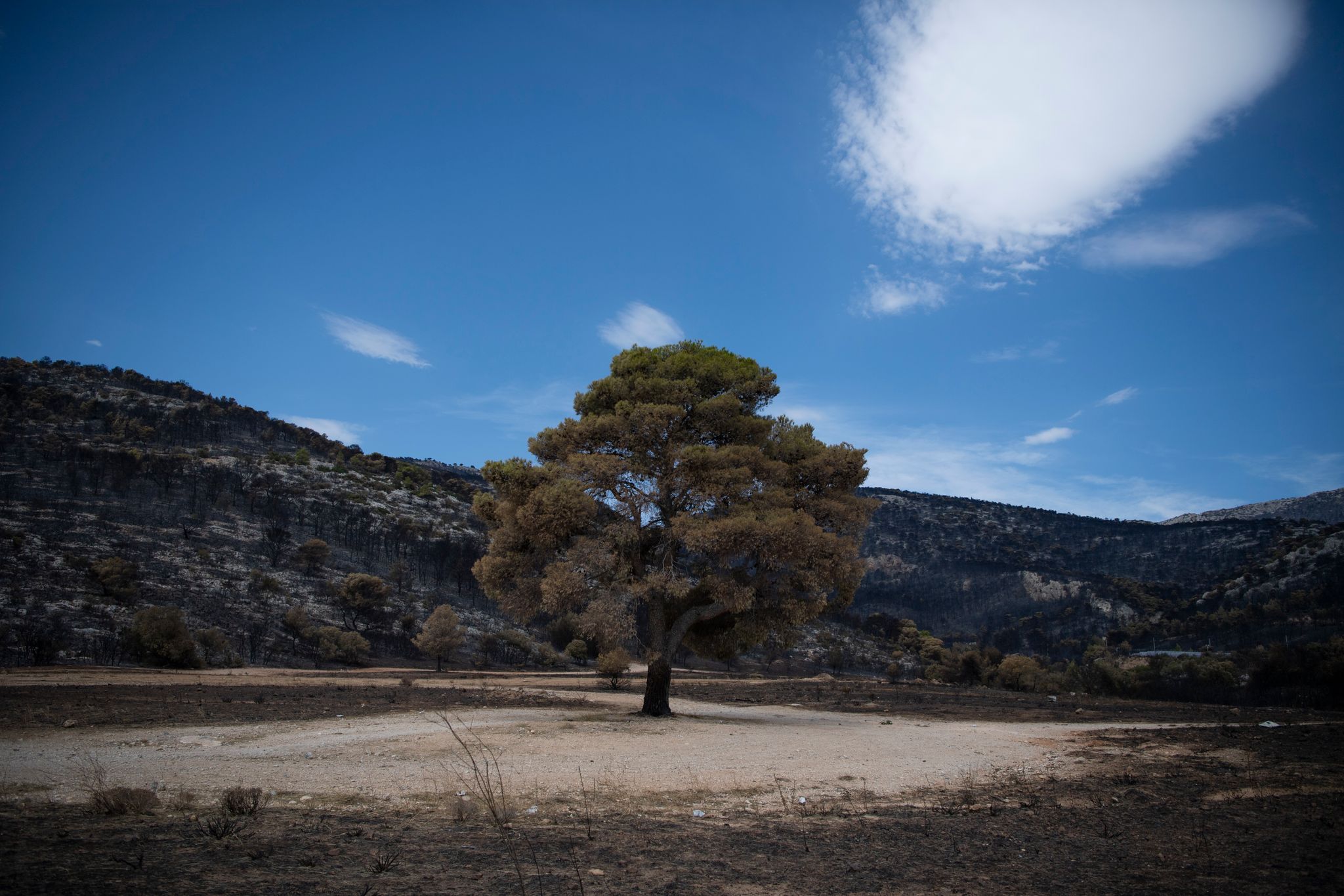 Ein Verbrannter Baum Steht In Einem Verbrannten Wald Im Nordwesten Athens.