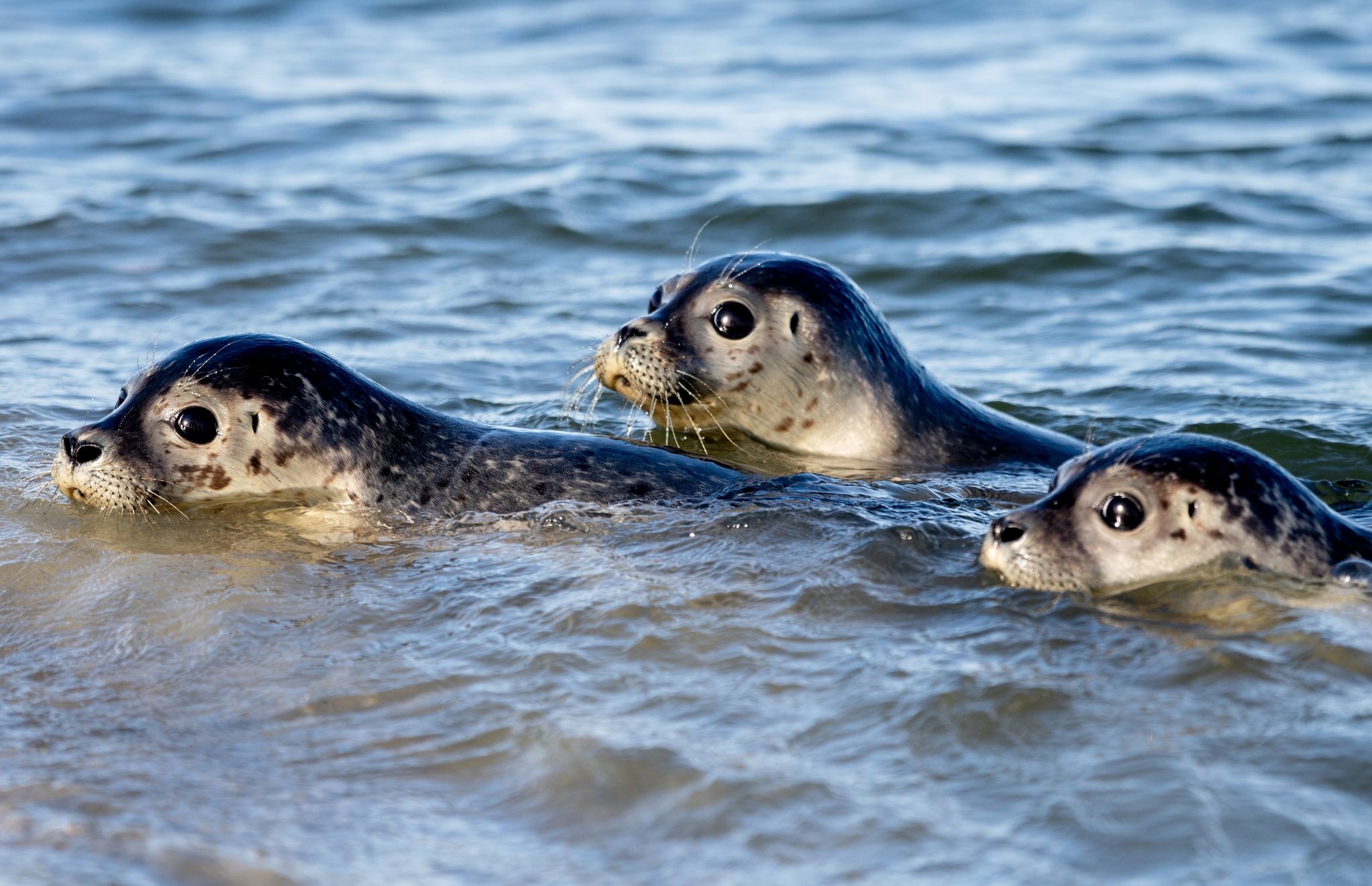 Drei Seehunde Schwimmen In Der Nordsee.