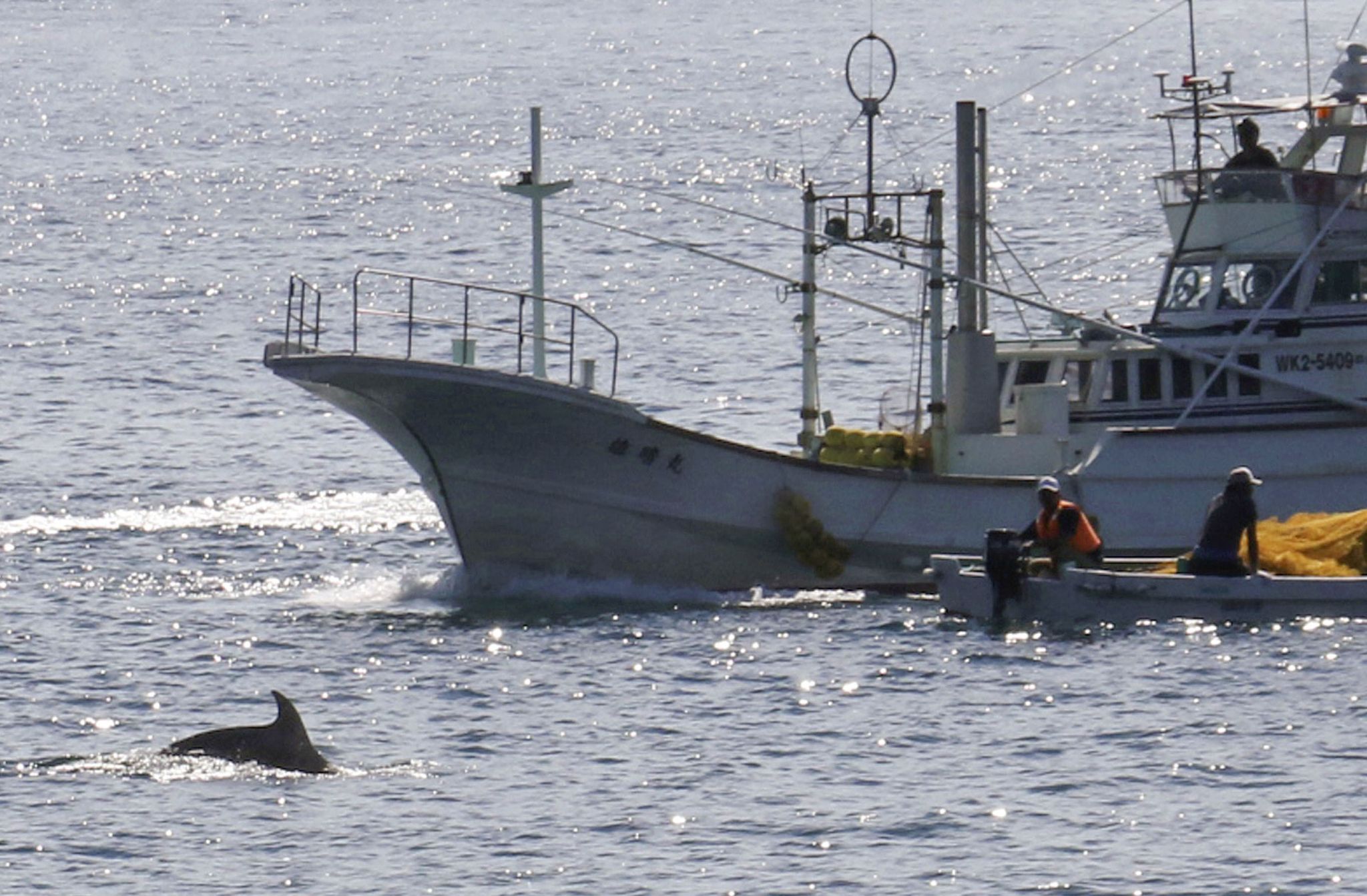 In Den Gewässern Vor Taiji Findet Am 01.09.2020 Die Erste Treibjagd Der Saison Auf Delfine Und Andere Kleinwale Statt.