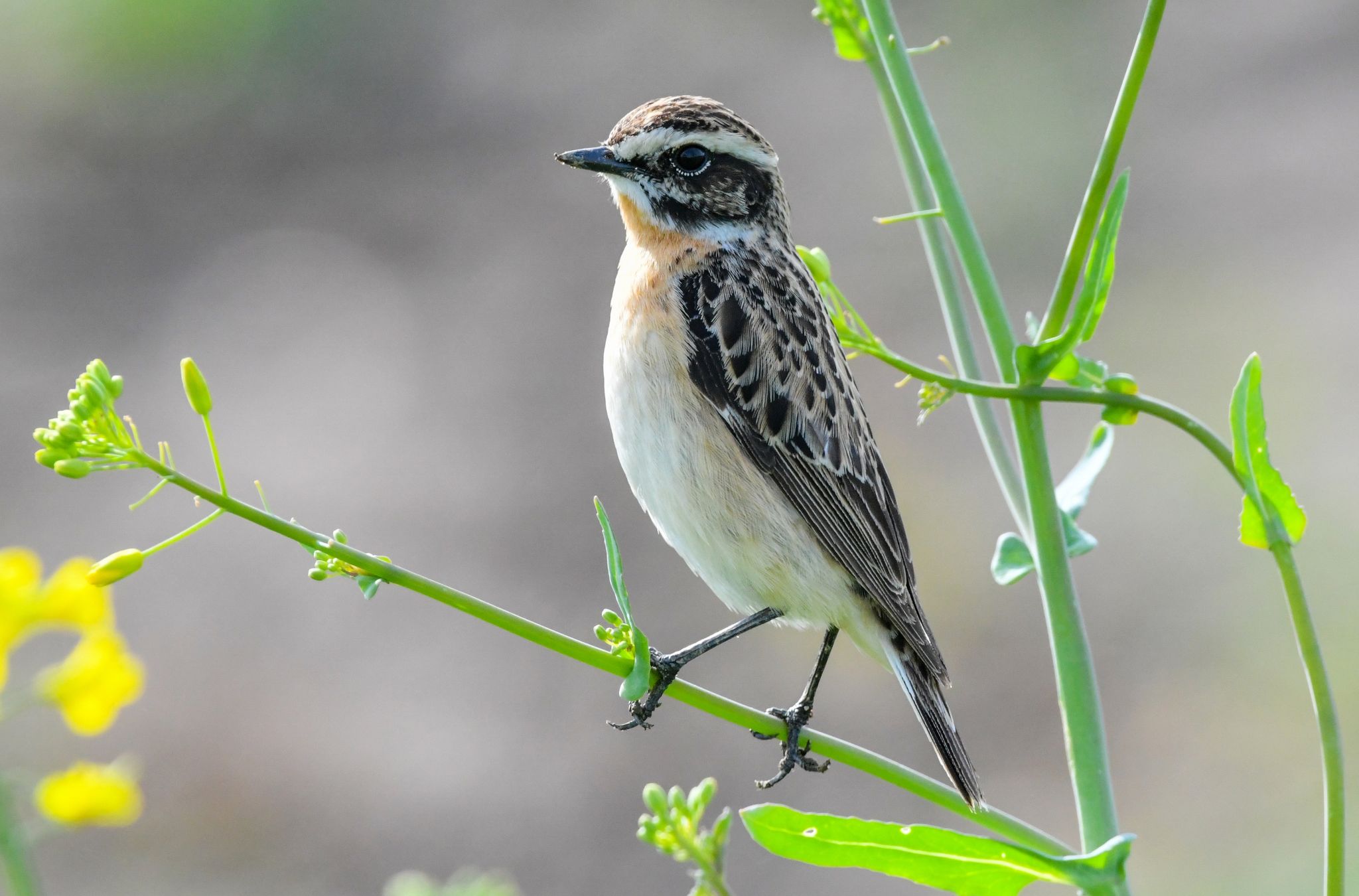 Das Braunkehlchen Wurde 2022 Von Naturschutzverbänden Zum «Vogel Des Jahres» Gekürt.