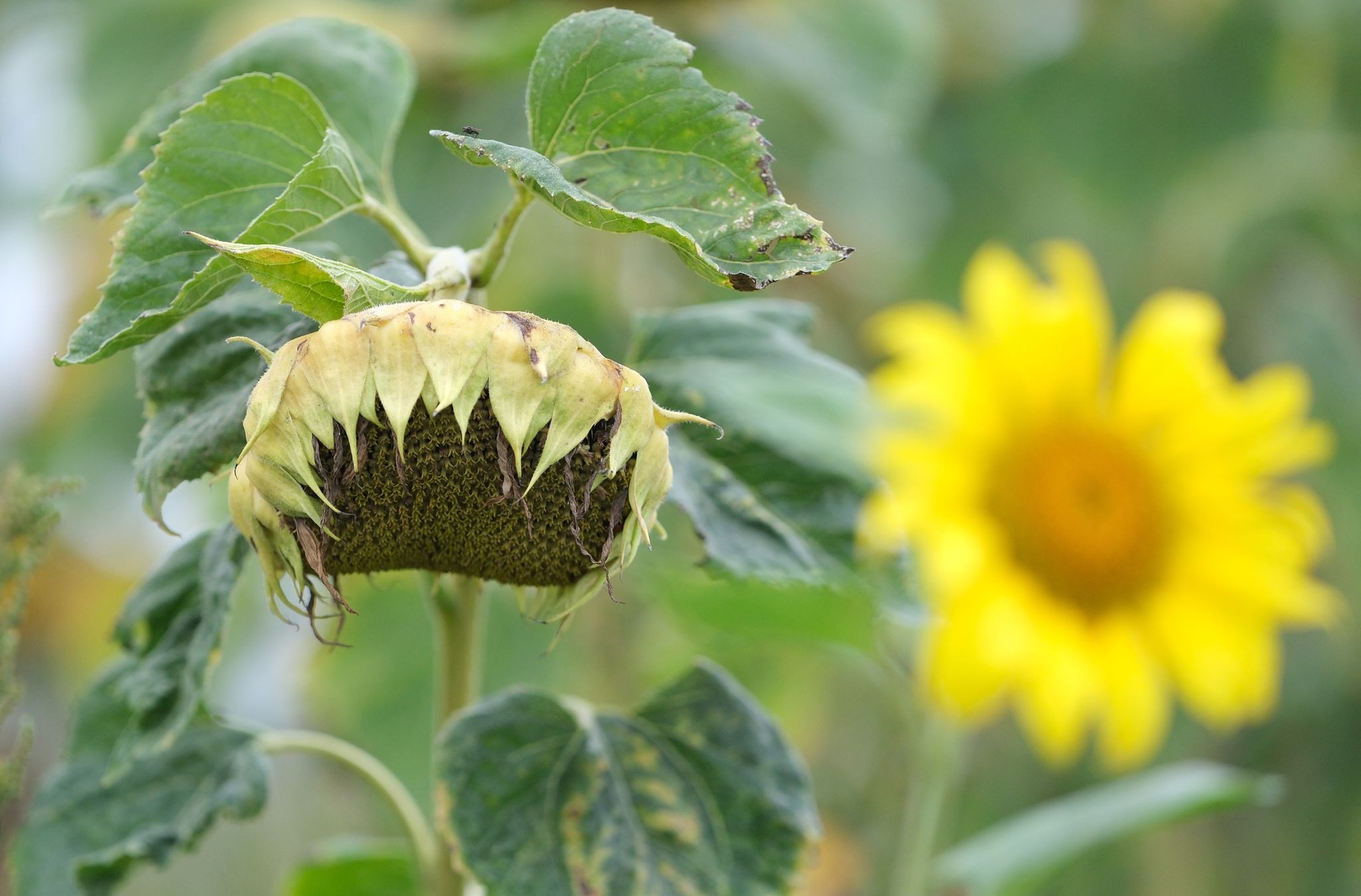 Der Meteorologische Herbst Hat Begonnen. Doch Die Temperaturen Drehen Teils Noch Spätsommerlich Kräfig Auf.