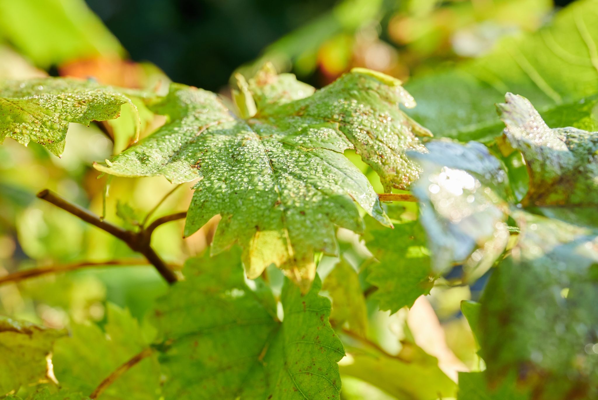 Wassertropfen Auf Den Blättern Einer Pflanze In Einer Gärtnerei.