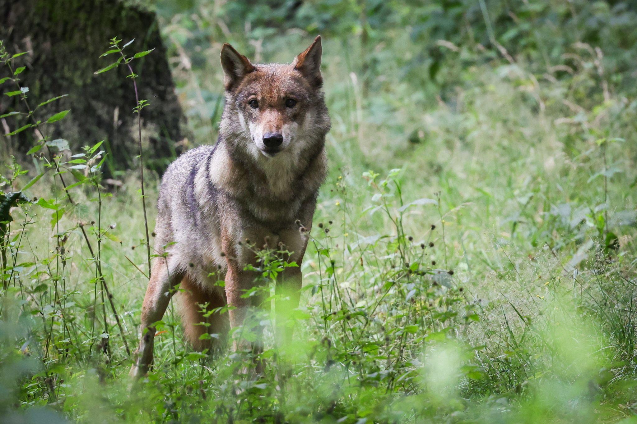 Eine Wölfin Steht In Ihrem Gehege Im Tierpark Eekholt. In Deutschland Sind Die Bundesländer Für Das Wolfsmanagement Verantwortlich. Bisher Genießen Wölfe Einen Hohen Schutzstatus.