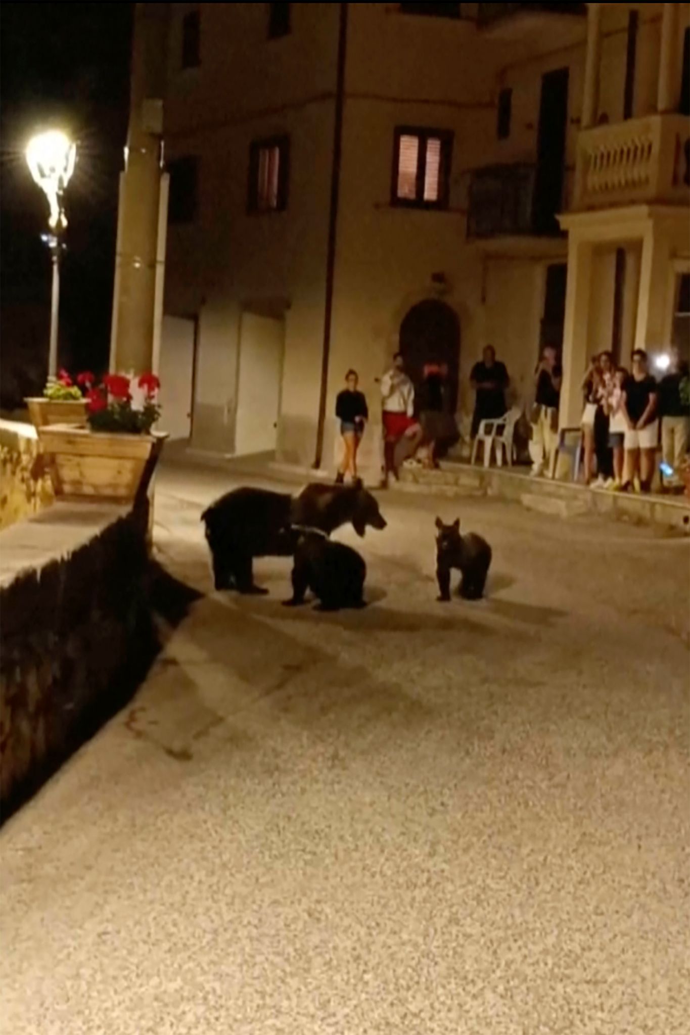 Eine Bärin Mit Ihren Jungen Am 25. August In San Sebastiano Dei Marsi. Jetzt Ist Die Bärenmutter «Amarena» Erschossen Worden.