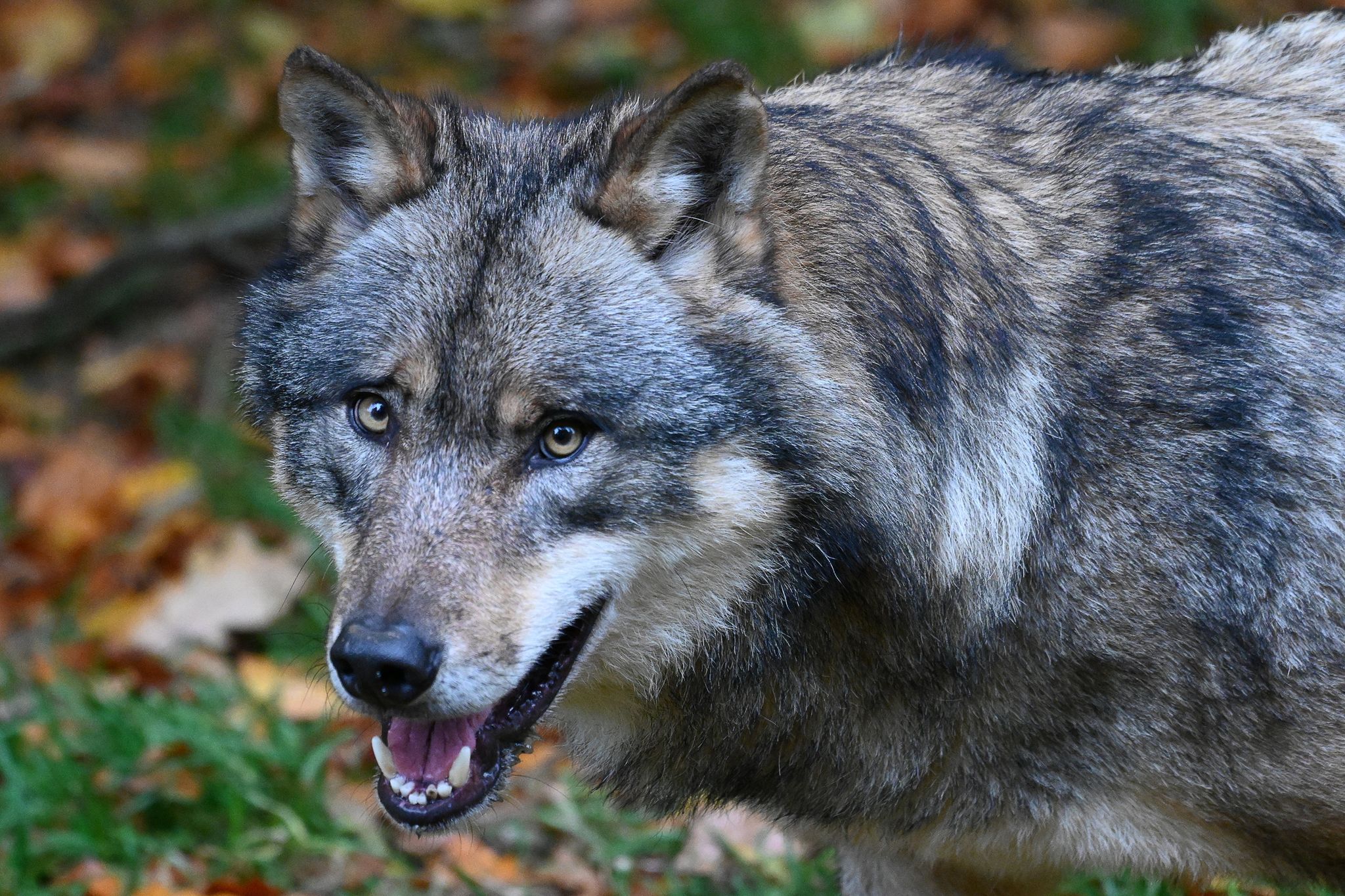 Ein Wolf Läuft Durch Einen Wald.