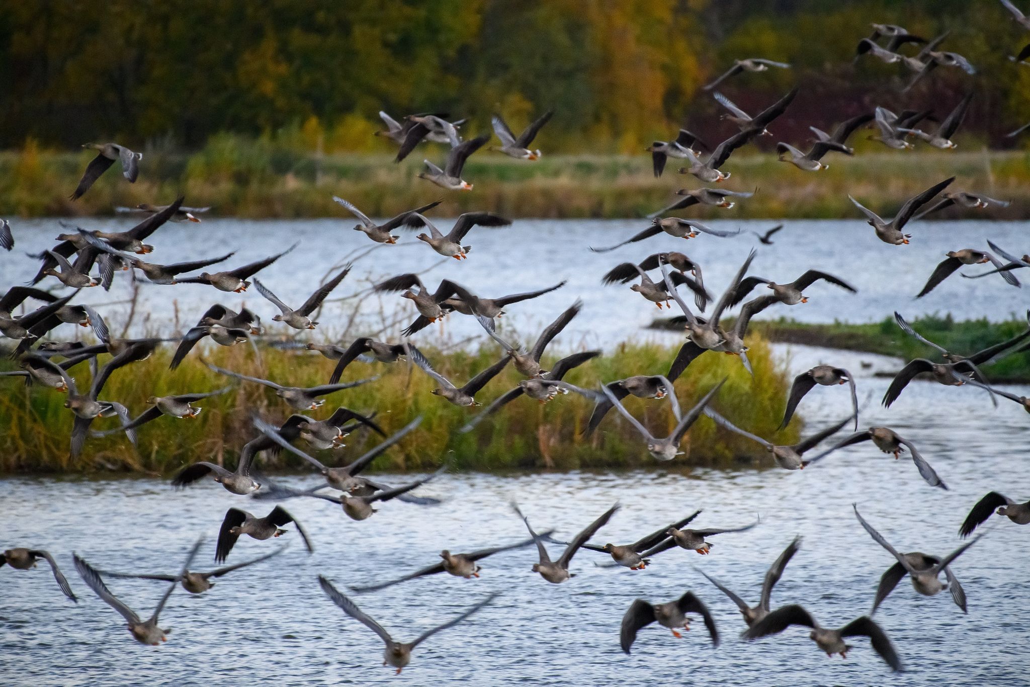 Gänse Brechen Von Einem See Im Drömling Auf.
