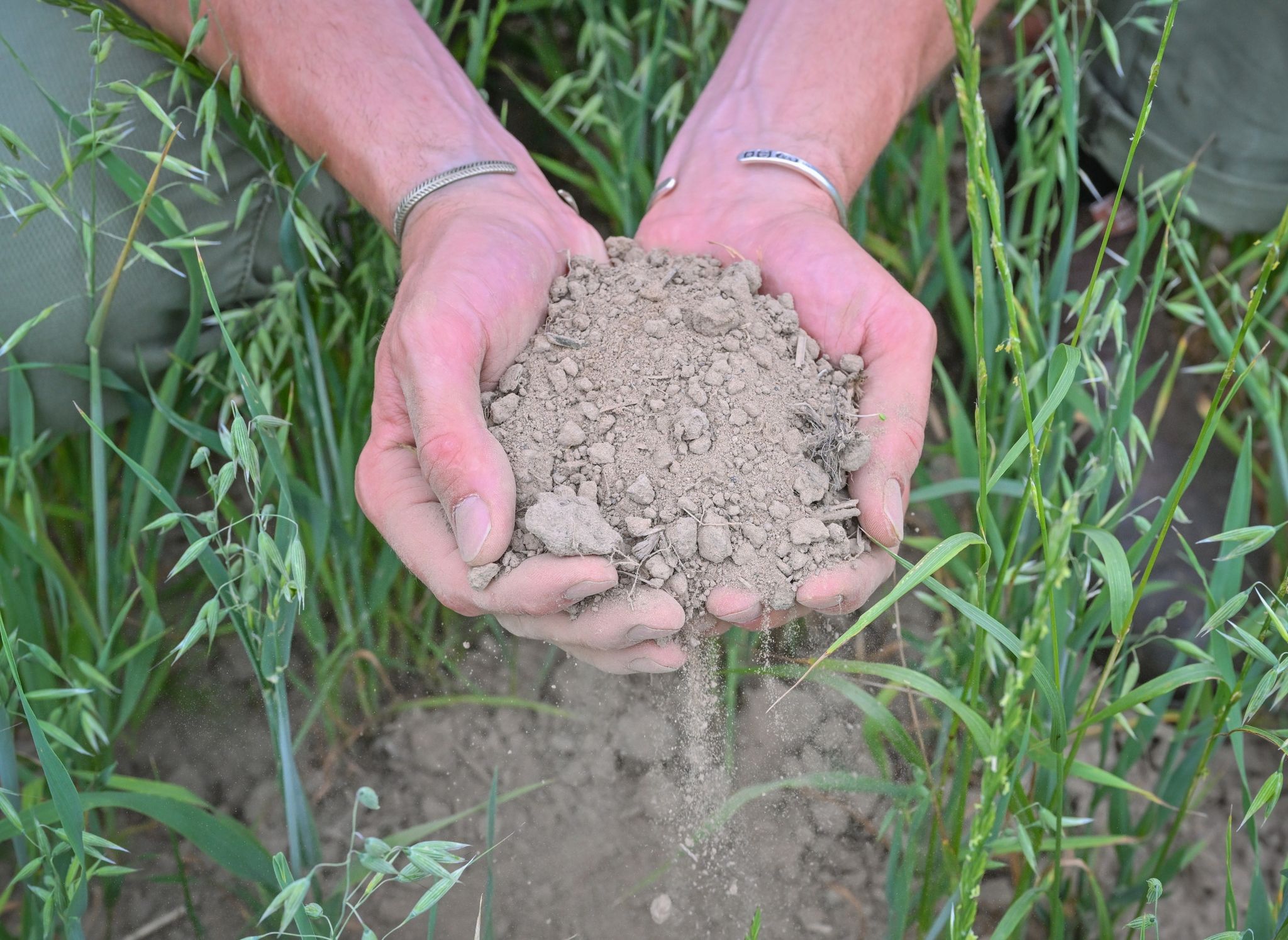 Ein Landwirt Zeigt Mit Seinen Händen Trockene Erde In Einem Haferfeld.