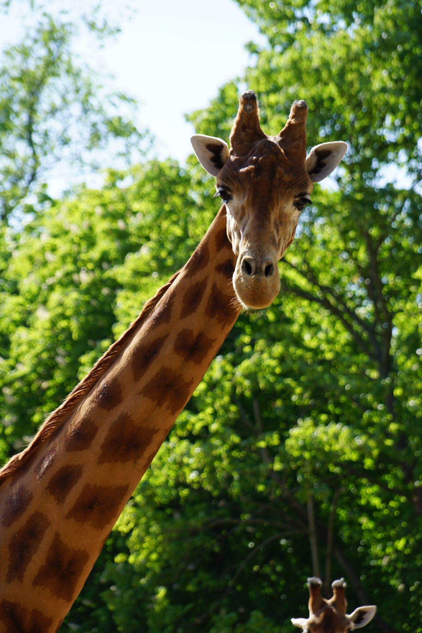 Der Giraffenbulle Diko Lebt Seit Jahren Schon Im Dresdner Zoo.