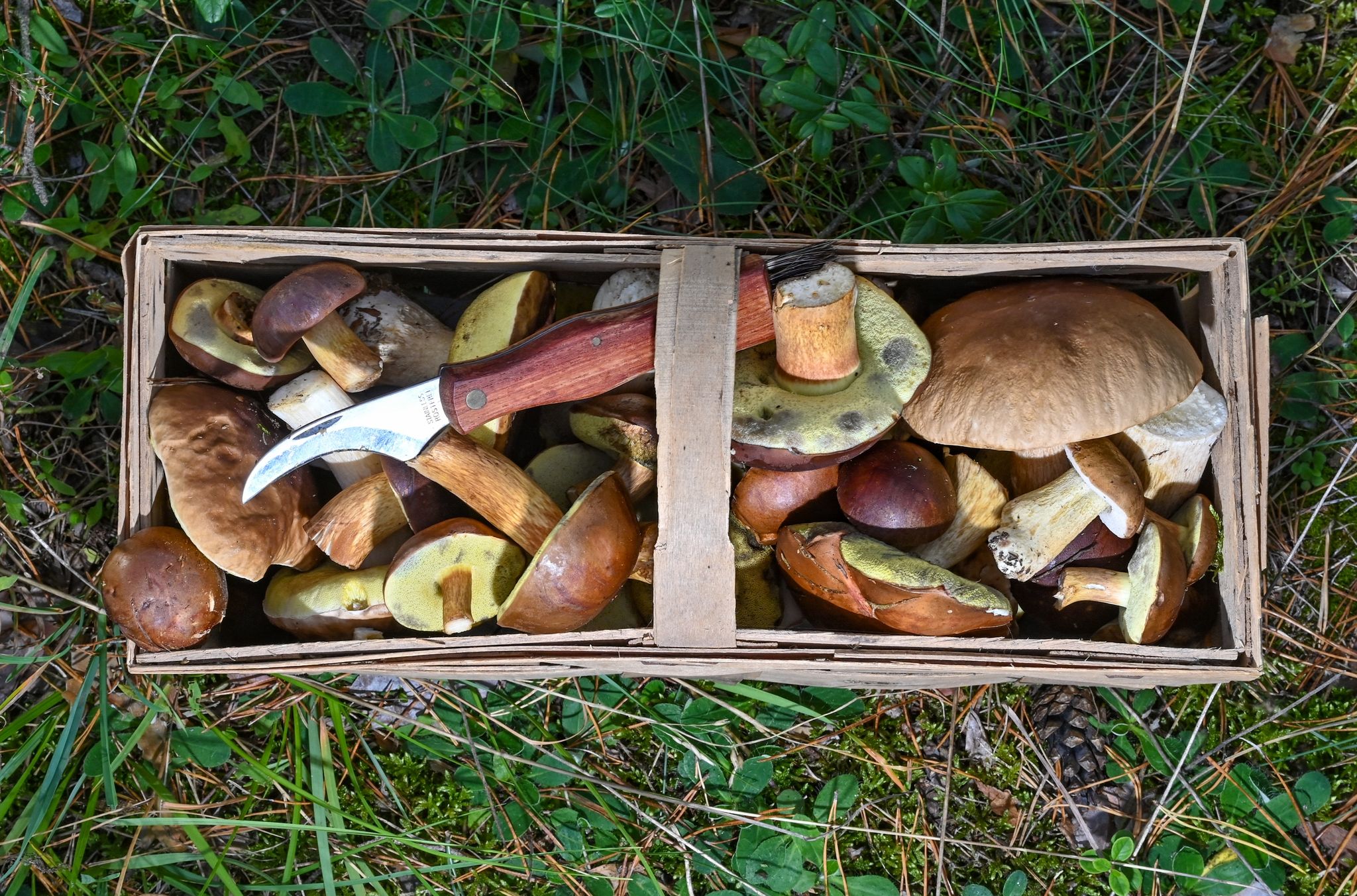 Ein Spezielles Pilzmesser Liegt Auf Maronenröhrlinge Und Steinpilzen Im Korb Eines Pilzsammlers.