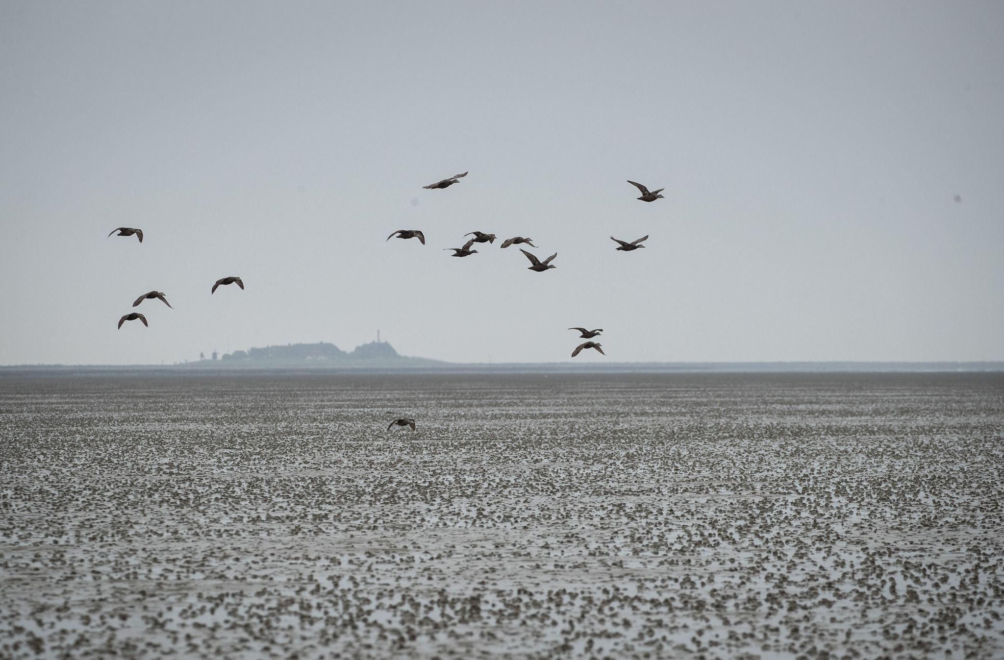 Eine Gruppe Eiderenten Fliegt über Das Watt Vor Der Hallig Oland.