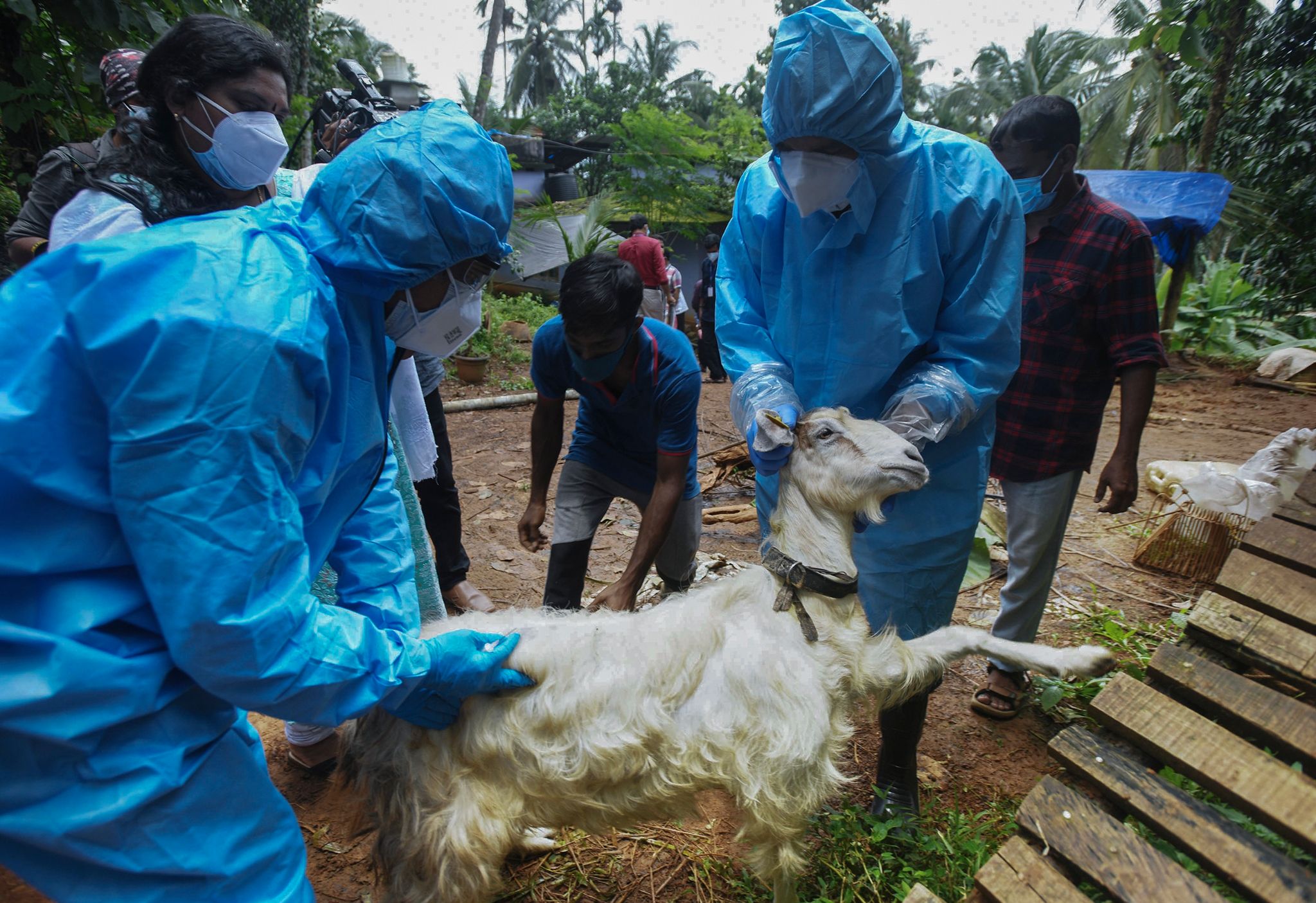 Medizinisches Personal In Kozhikode Im Süden Indiens Entnimmt Einer Ziege Blutproben, Um Sie Auf Das Nipah-Virus Zu Testen.