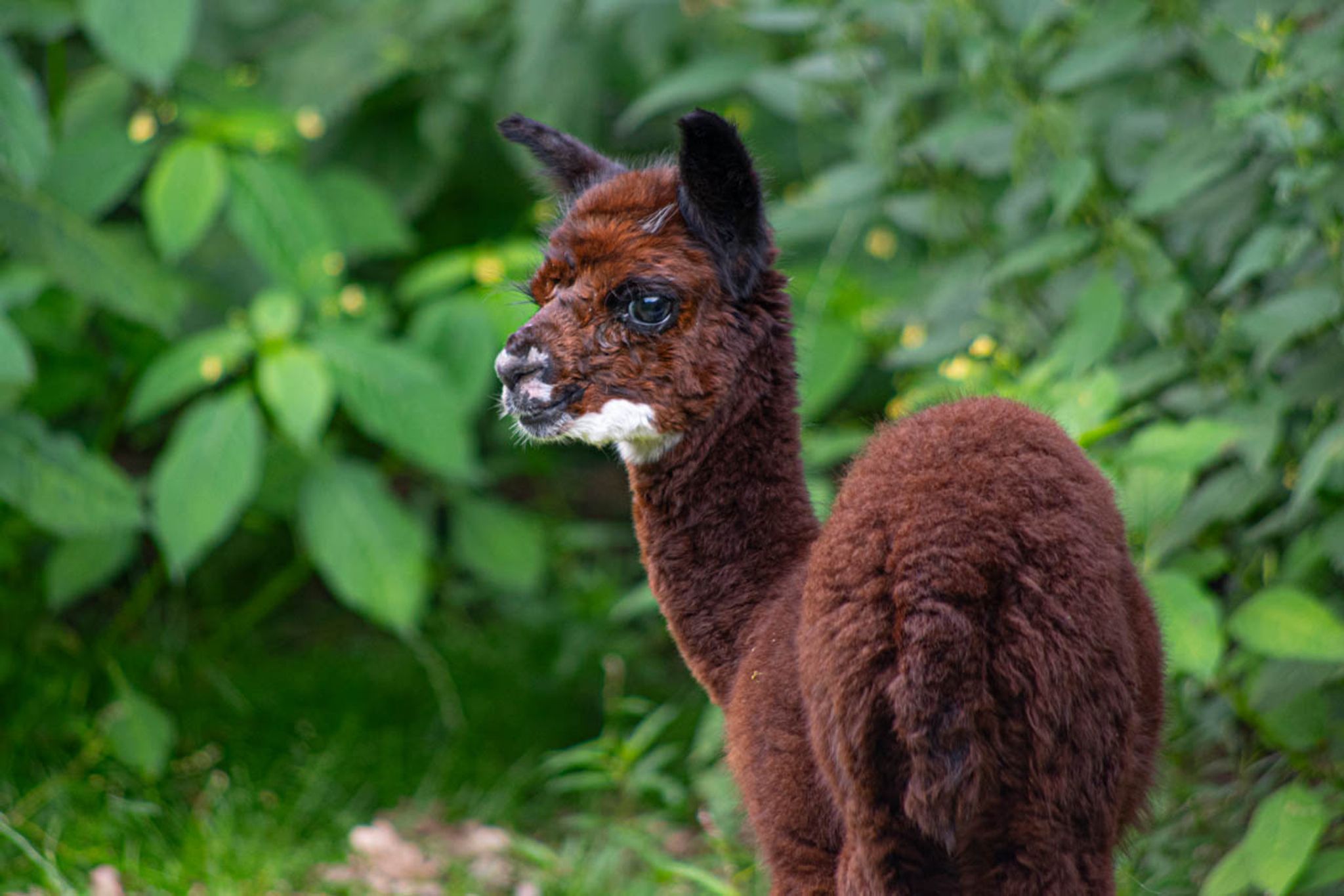 Zuwachs Bei Den Alpakas Im Wildpark Müden: Name Gesucht