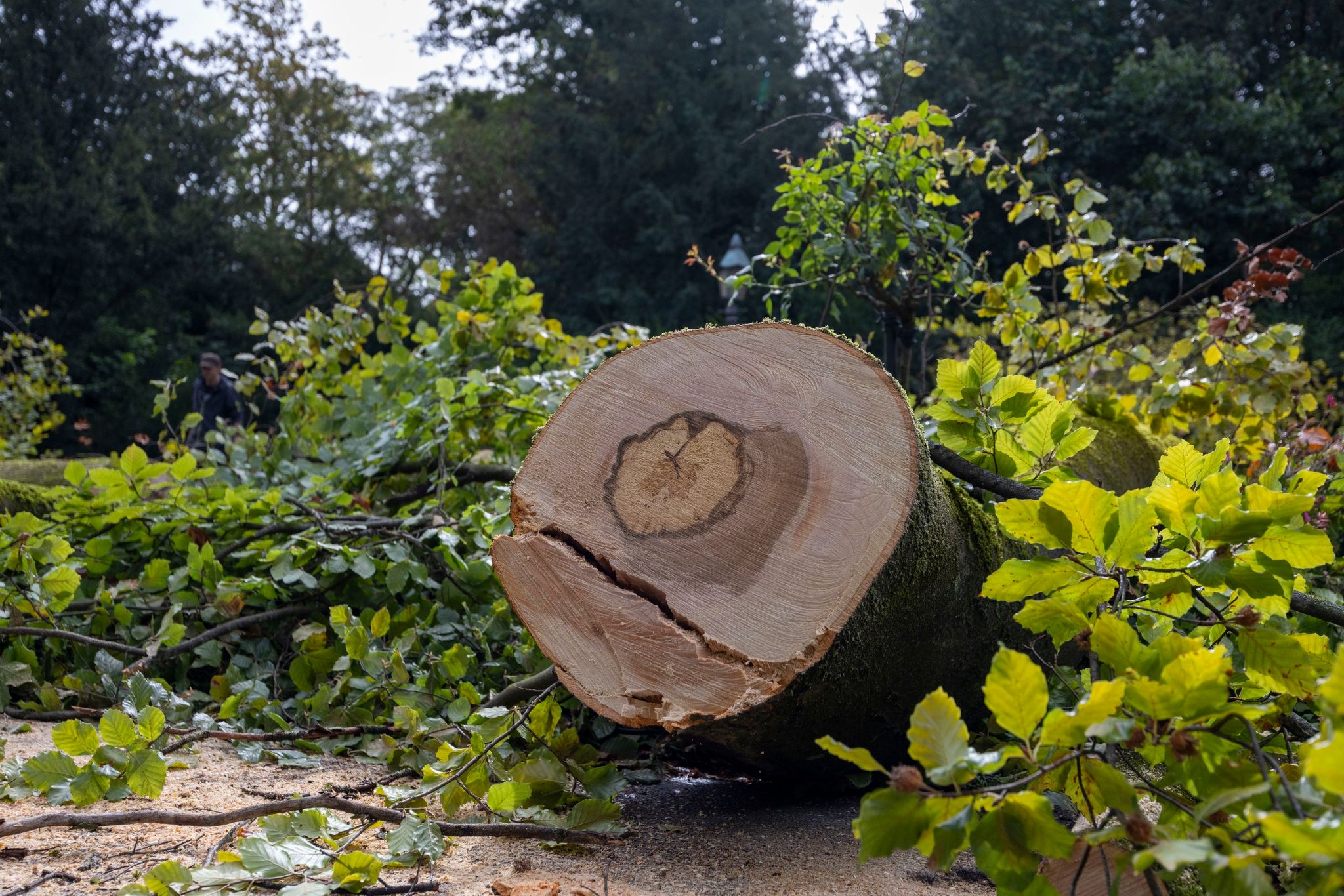 Im Würzburger Ringpark Stürzte Ein Baum Auf Eine Radfahrerin - Später Wird Er Zerkleinert.