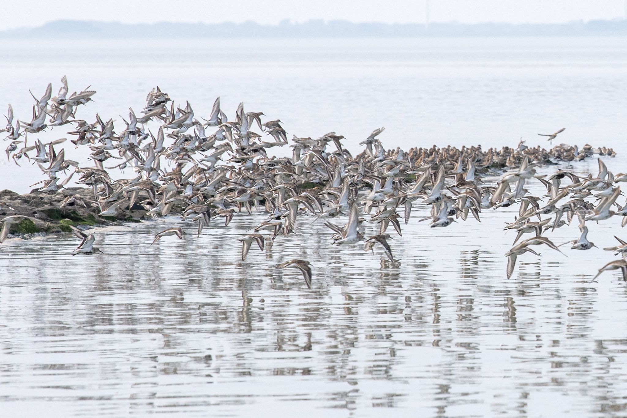 Sandregenpfeifer, Alpenstrandläufer Und Andere Zugvögel Fliegen über Das Wattenmeer Der Nordseebucht Jadebusen.