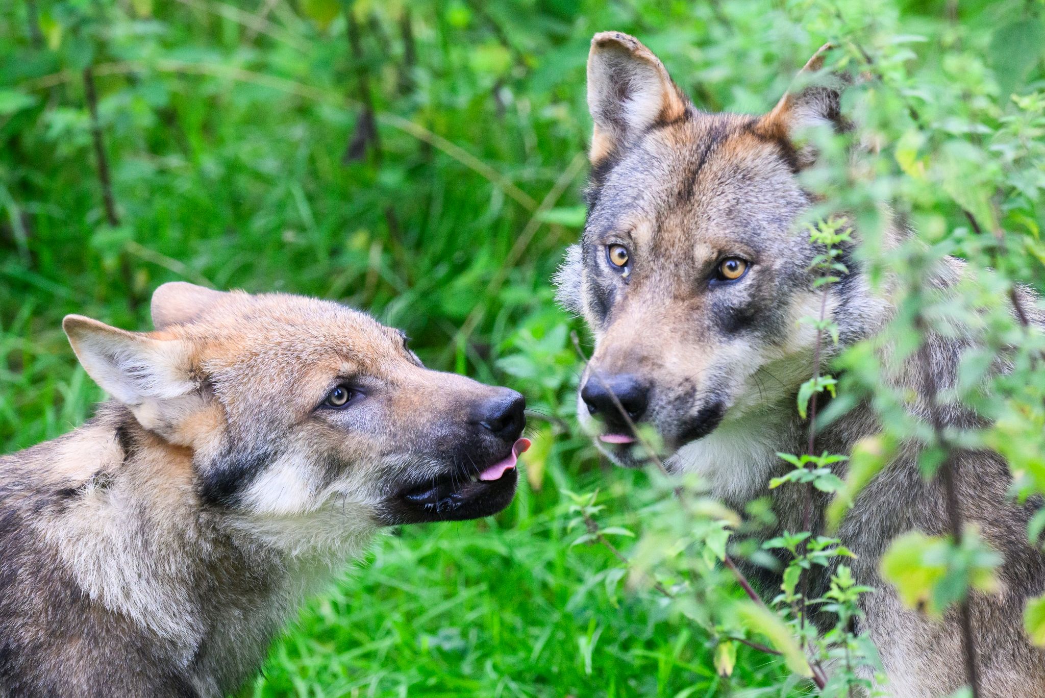Der Wolf Ist Naturschutzrechtlich Streng Geschützt.