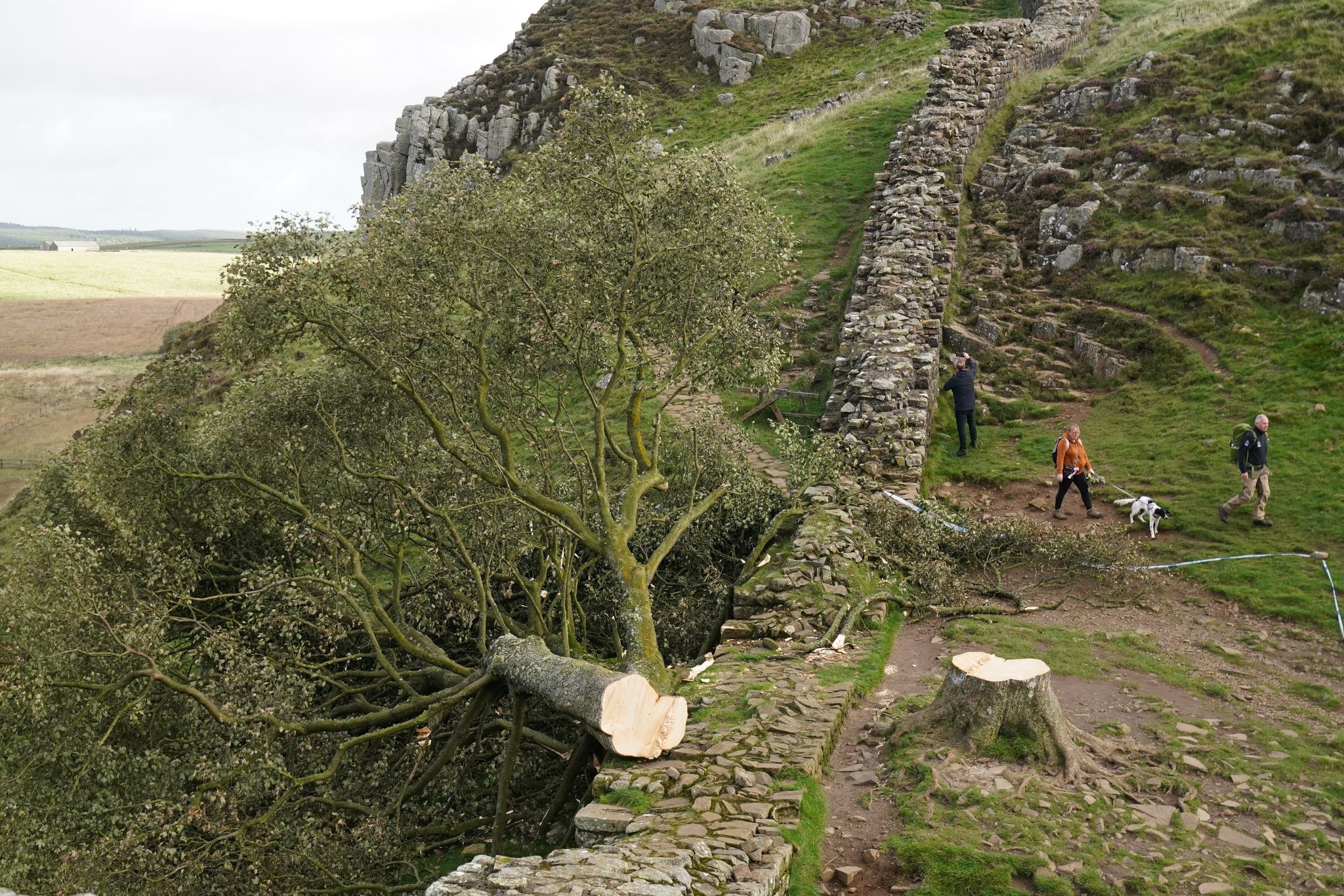 Der Illegal Gefällte Berg-Ahorn-Baum («Sycamore Tree») Am Hadrianswall In Northumberland.