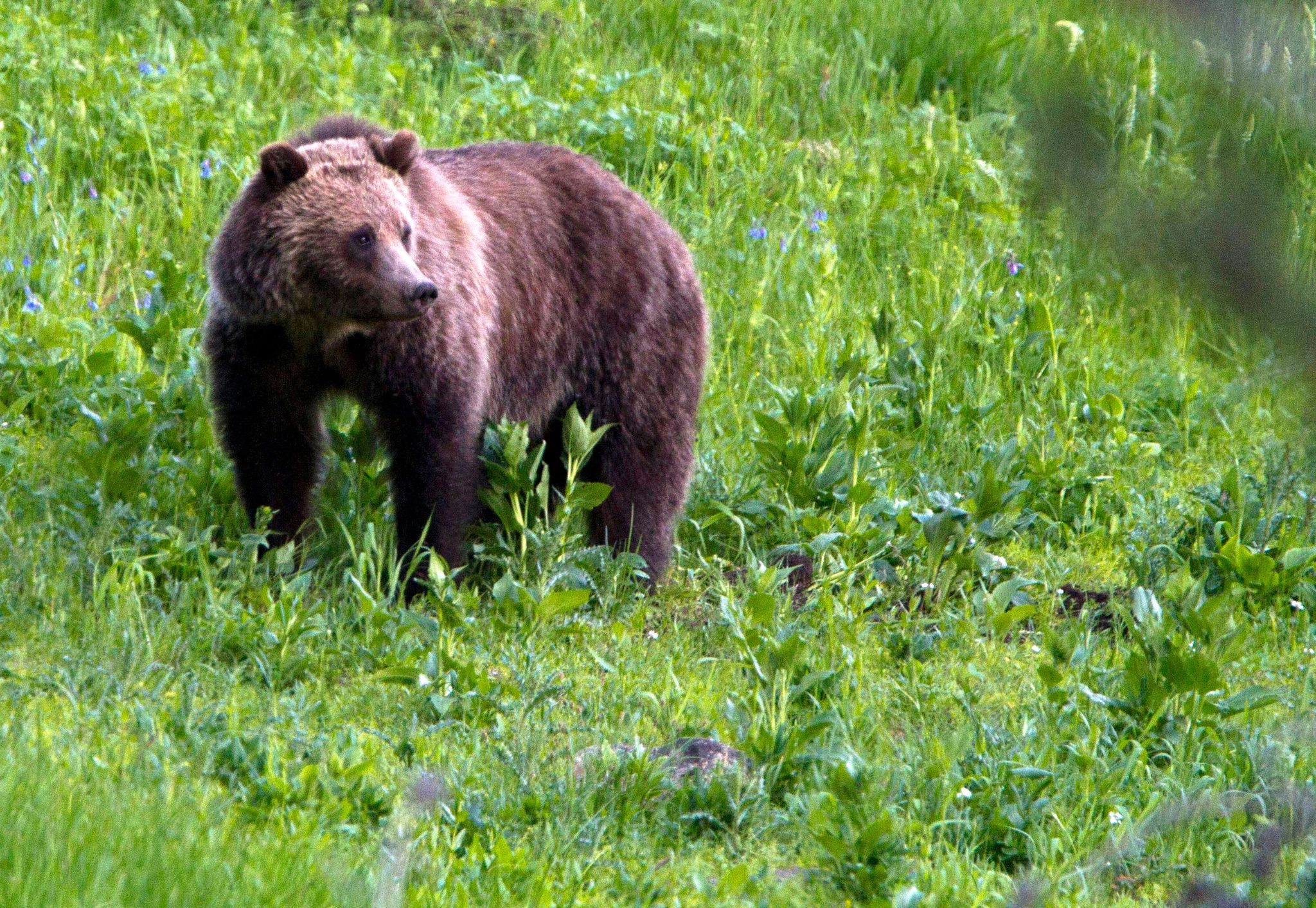 Kanadische Medien: Paar Mit Hund Von Grizzlybär Getötet