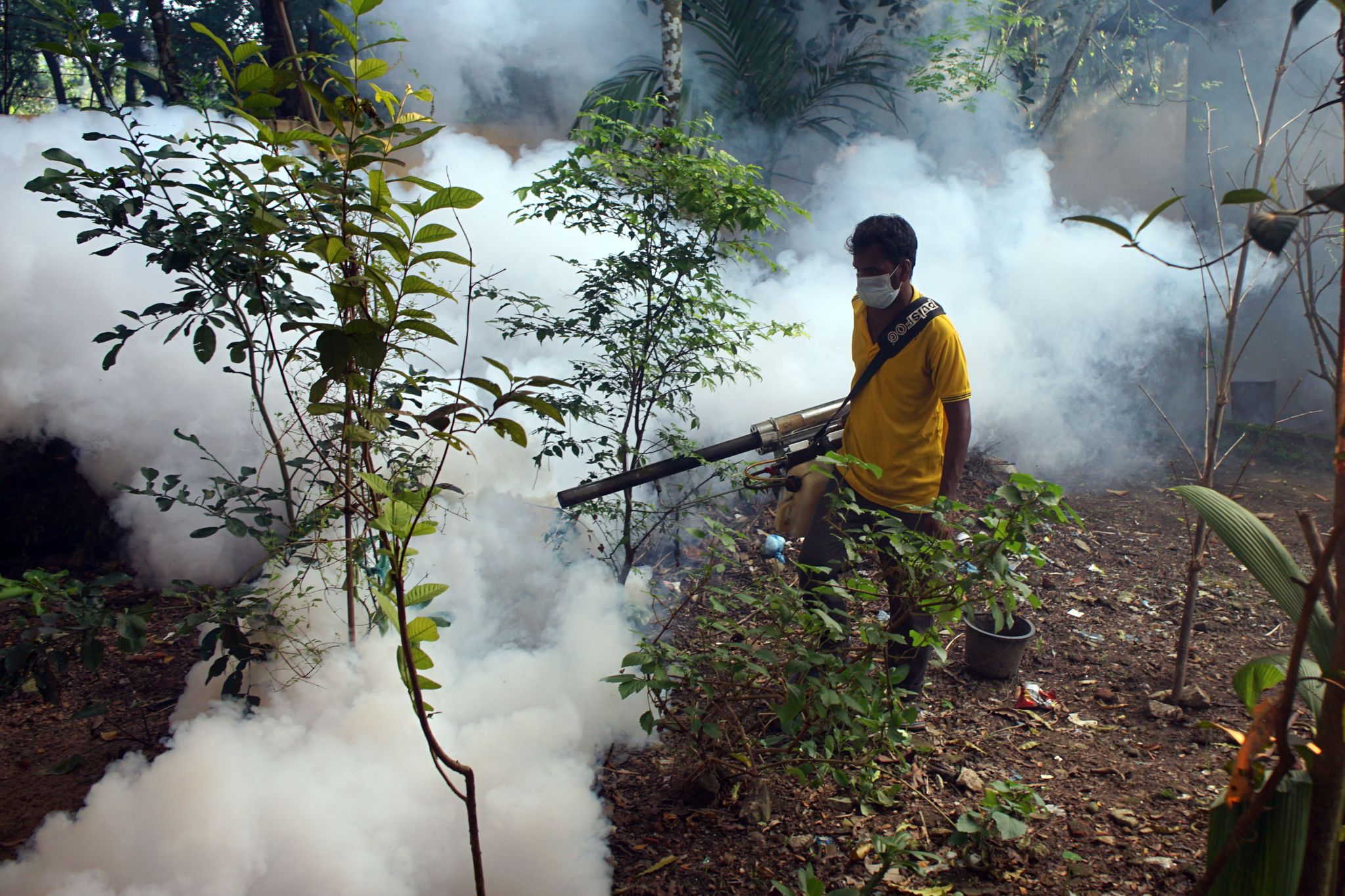 Aufgrund Der Vielen Dengue-Fieber-Fälle Werden In Den Straßen Von Bangladesch Mittel Versprüht, Um Die Aedes-Stechmücken Zu Töten.