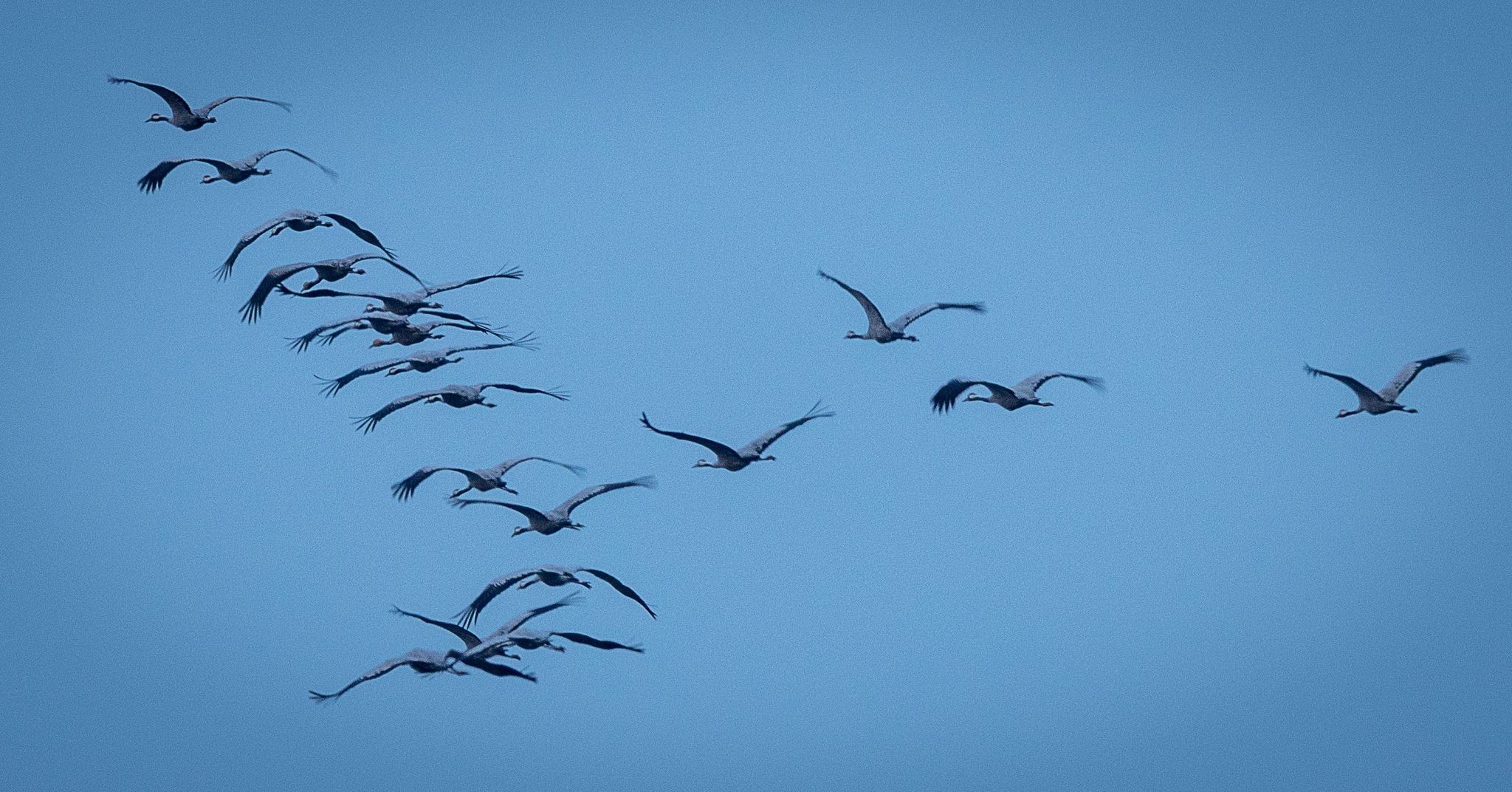 Derzeit Sind Viele Zugvögel Unterwegs - So Wie Diese Kraniche, Hier In Mecklenburg-Vorpommern.
