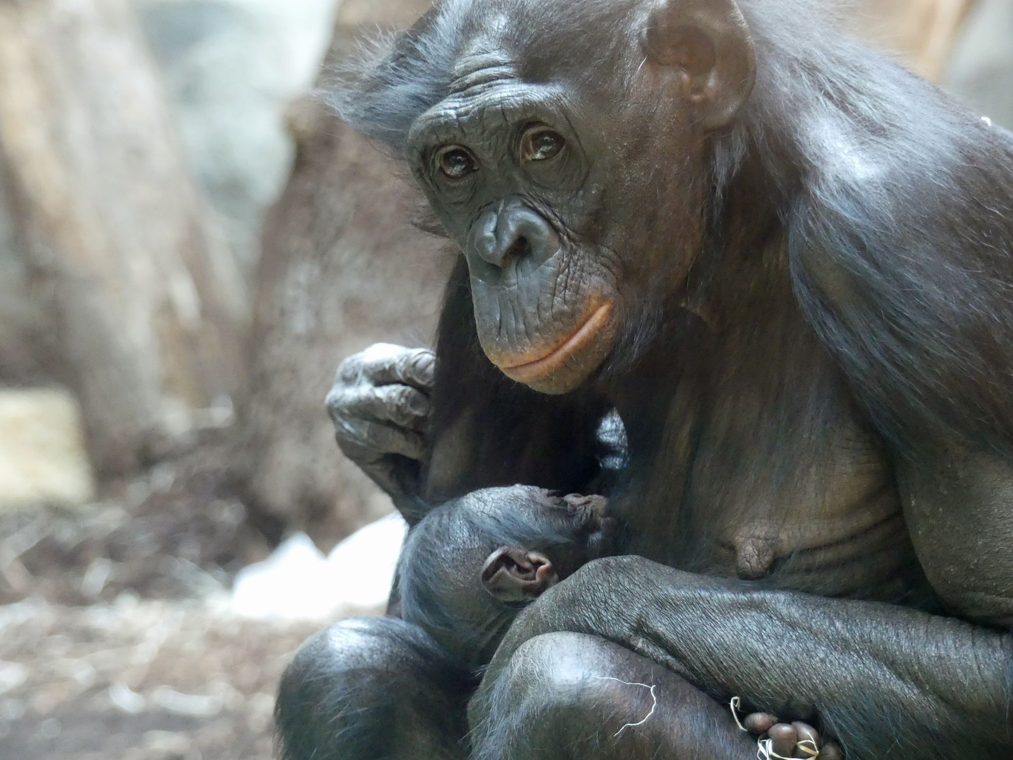 Bonobo-Weibchen «Nayoki» Mit Ihrem Jungtier Im Frankfurter Zoo.