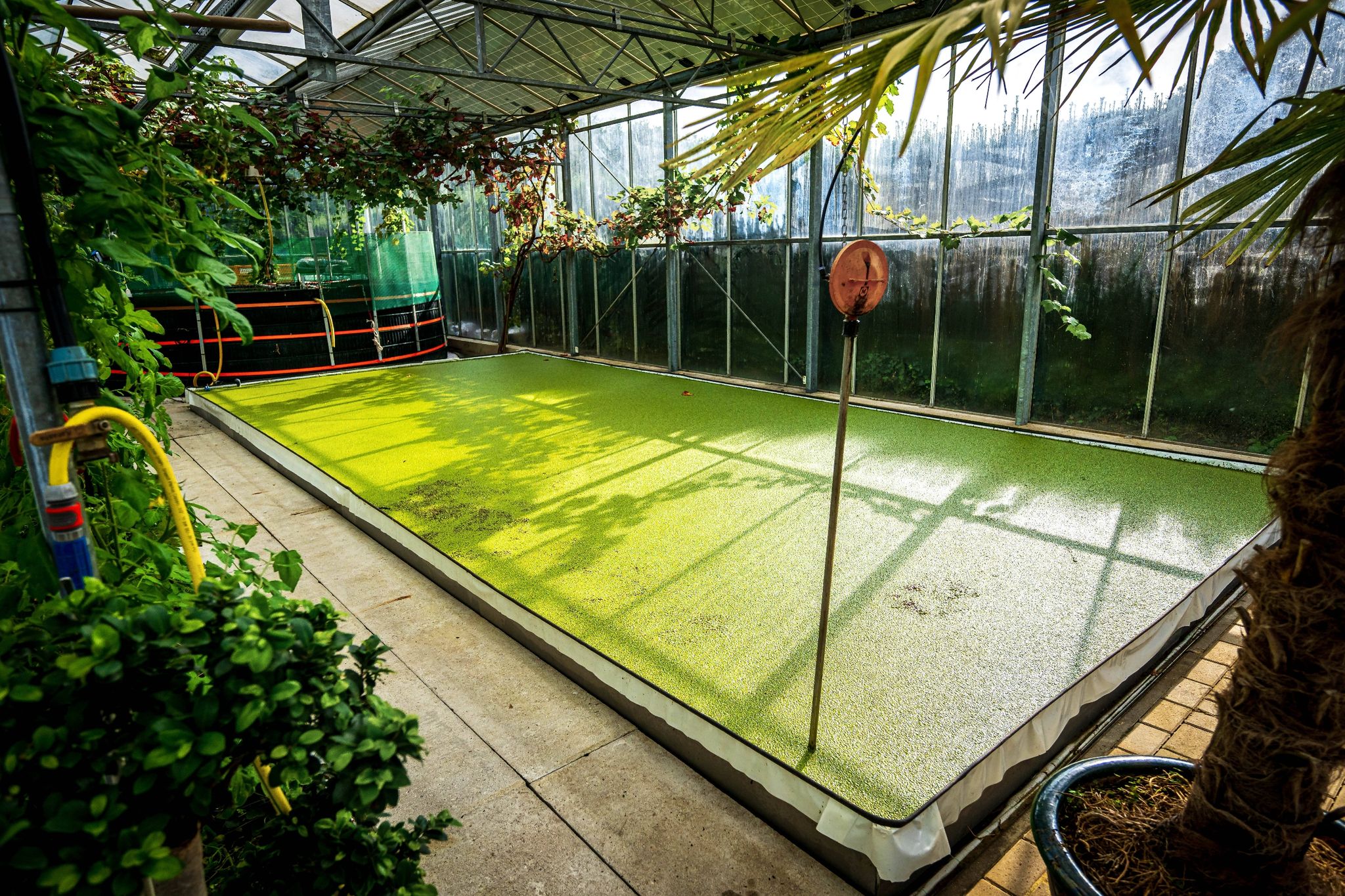 Die Kleine Wasserlinse, Auch Entengrütze Genannt, Wird In Einem Wasserbecken In Vechta Gezüchtet.