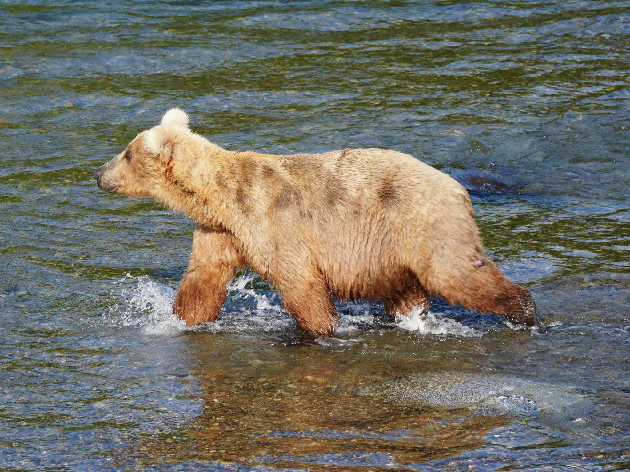 Zwölf Braunbären Lieferten Sich Im Katmai-Nationalpark Eine Woche Lang Ein Rennen Um Den Kuriosen «Fat Bear»-Titel. Bärin Grazer (mit Der Kennzahl 128) Konnte überzeugen.