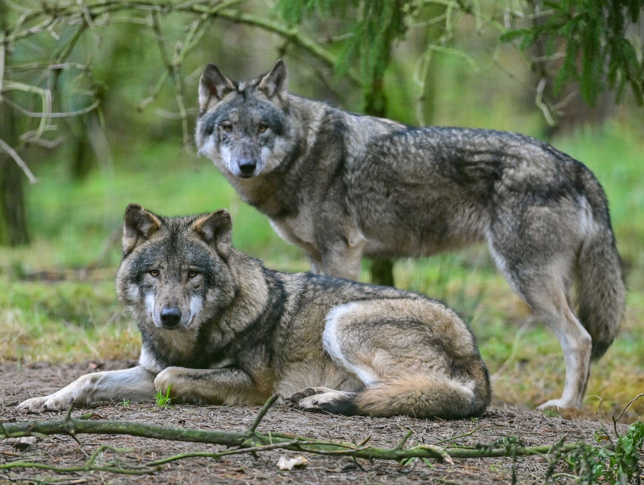 Zwei Wölfe In Einem Gehege In Einem Wildpark.