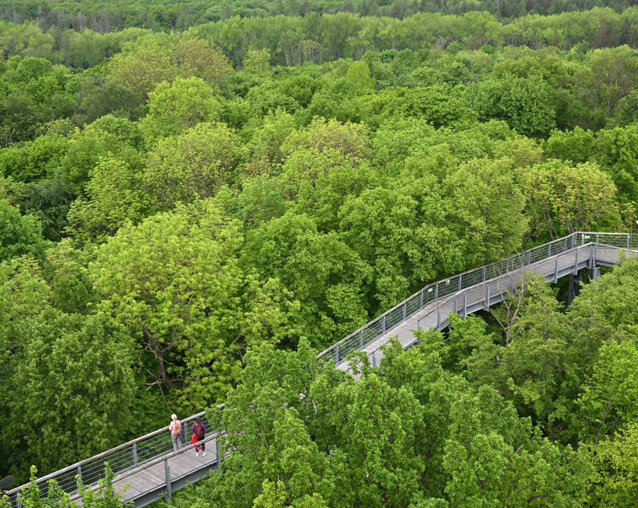 Besucher Gehen über Den Baumkronenpfad Im Nationalpark Hainich Unweit Von Bad Langensalza. Der Nationalpark Gehört Seit 2011 Zur Welterbestätte "Buchenurwälder Der Karpaten Und Alte Buchenwälder Deutschlands".