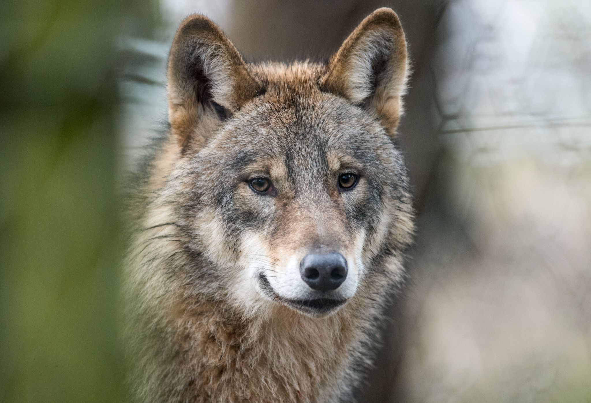 Ein Wolf Steht In Einem Gehege.