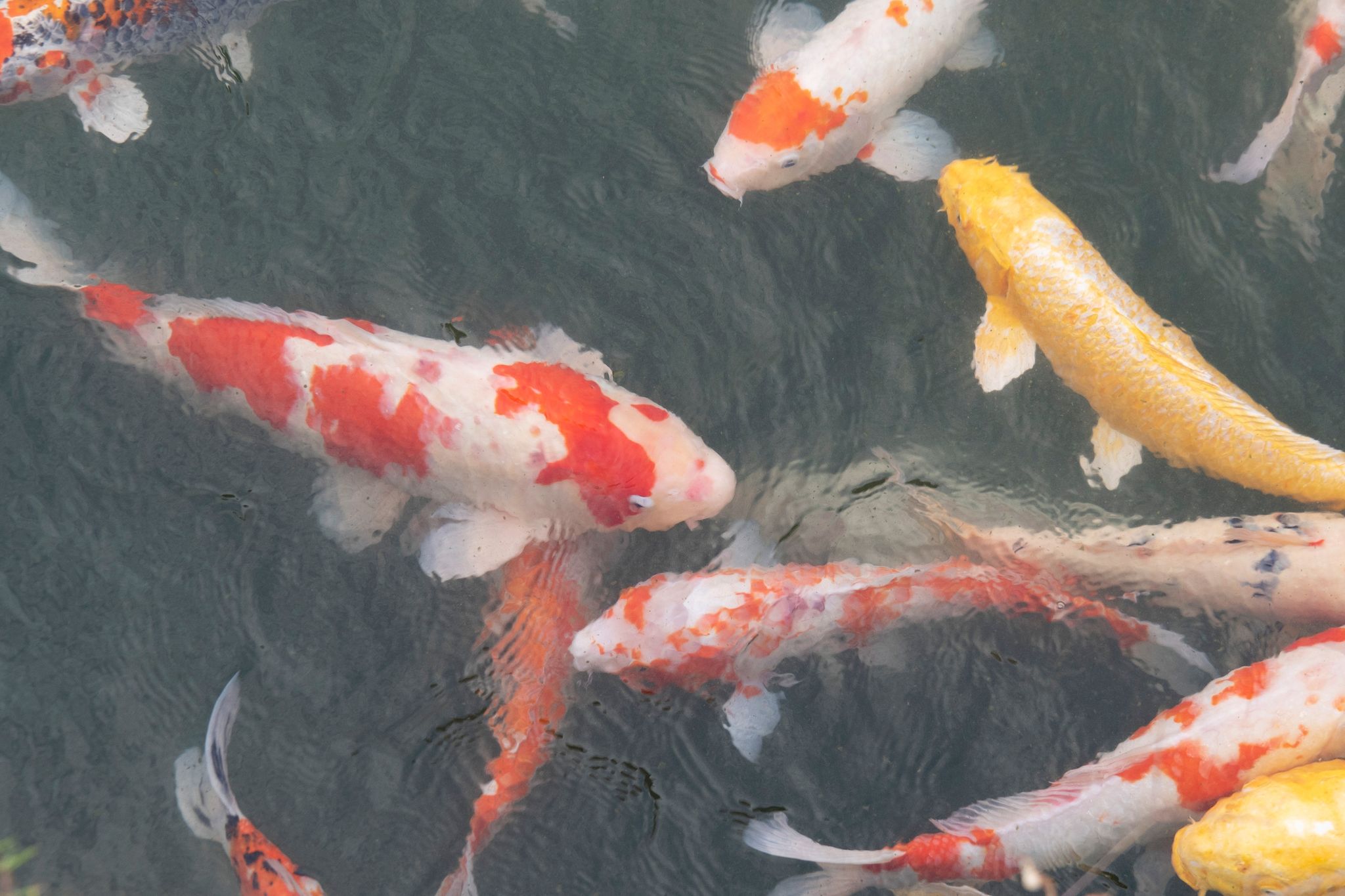 Koi-Karpfen Aus Gartenteich Bei Uelzen Verschwunden