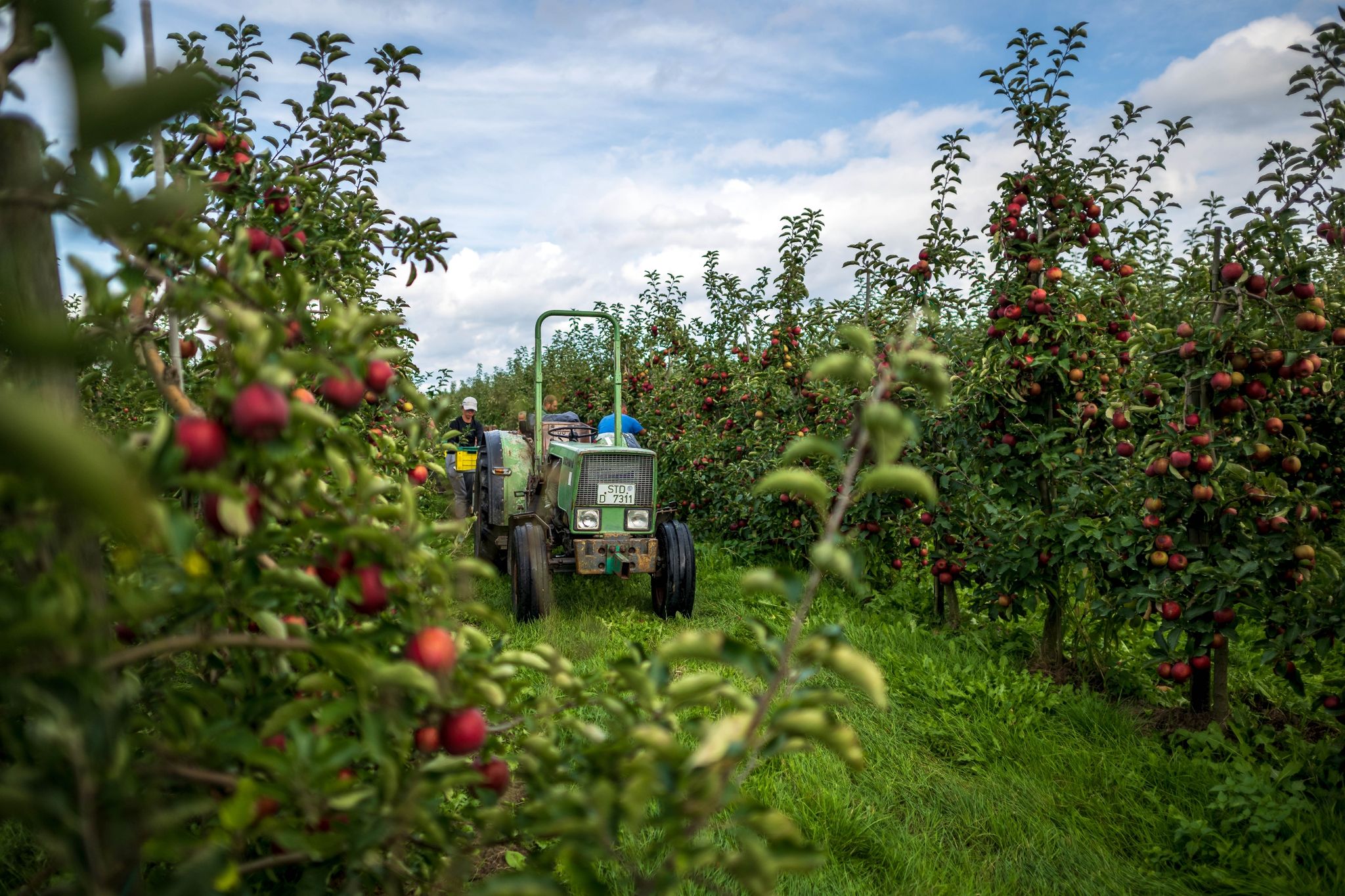Auf Einer Obstplantage Im Alten Land Werden Äpfel Geerntet.