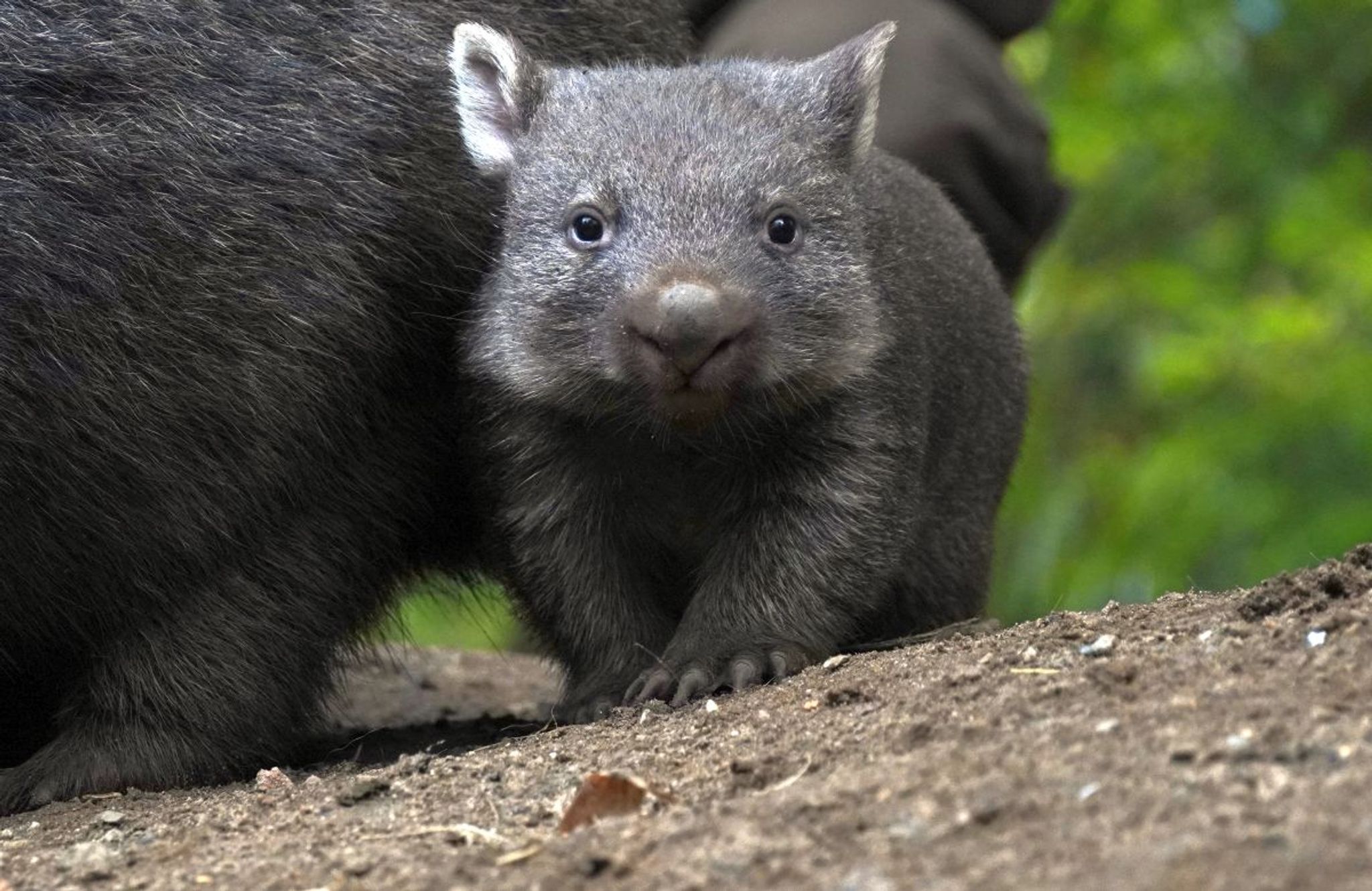 Der Wombat-Nachwuch Im Zoo Hannover.